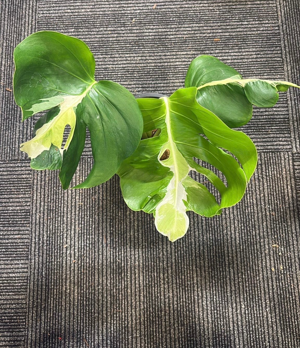 Monstera White Lava 'Lalamove' nr 1