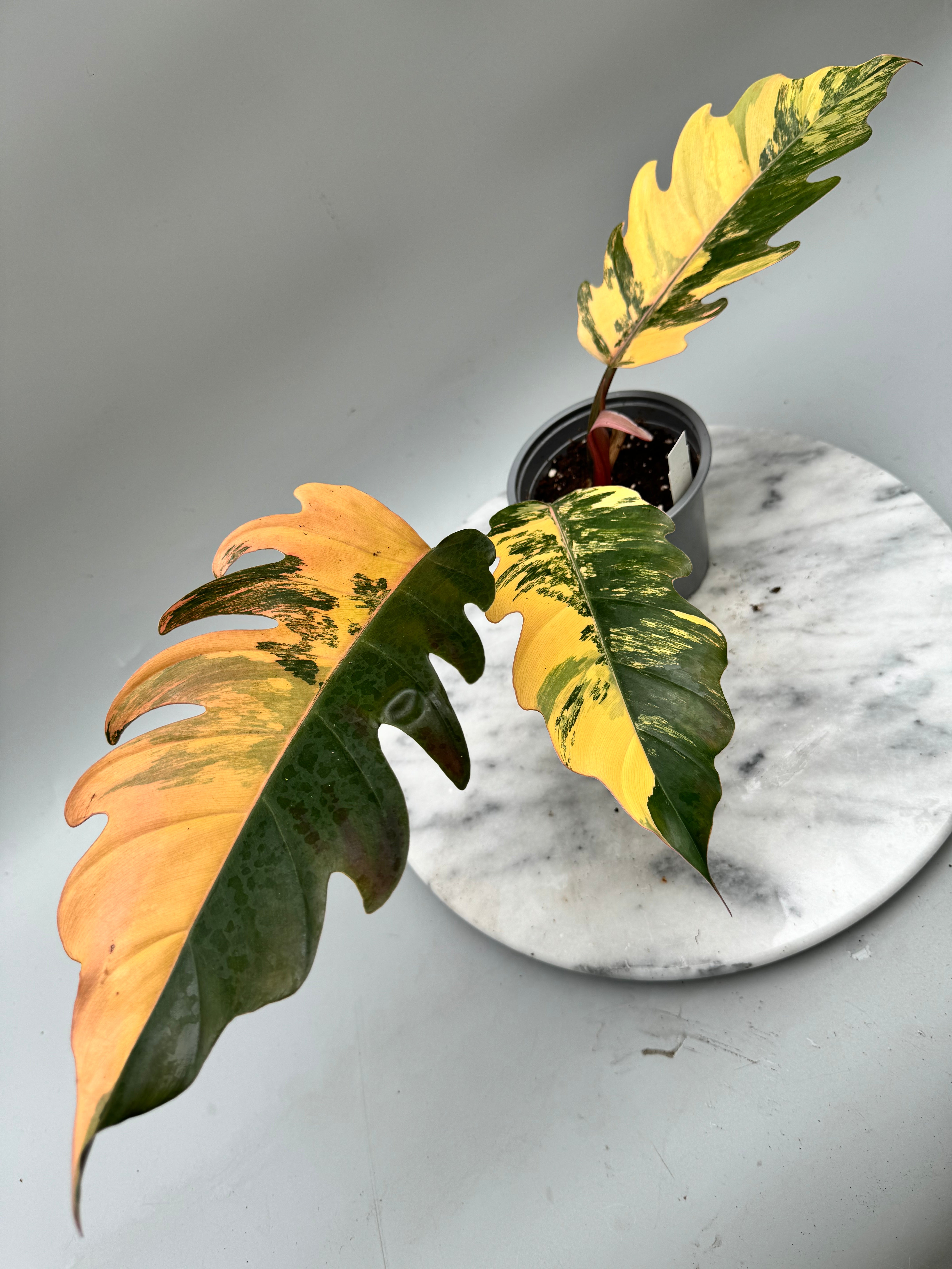 Philodendron Caramel Marble (Nr 2)