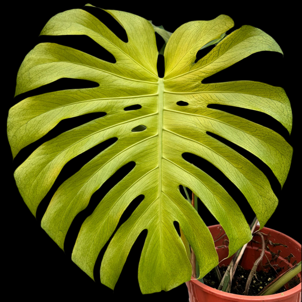 超レアMonstera Green on Green Mint 超レアMonstera Green on Green Mint 超レアMonstera Green on Green