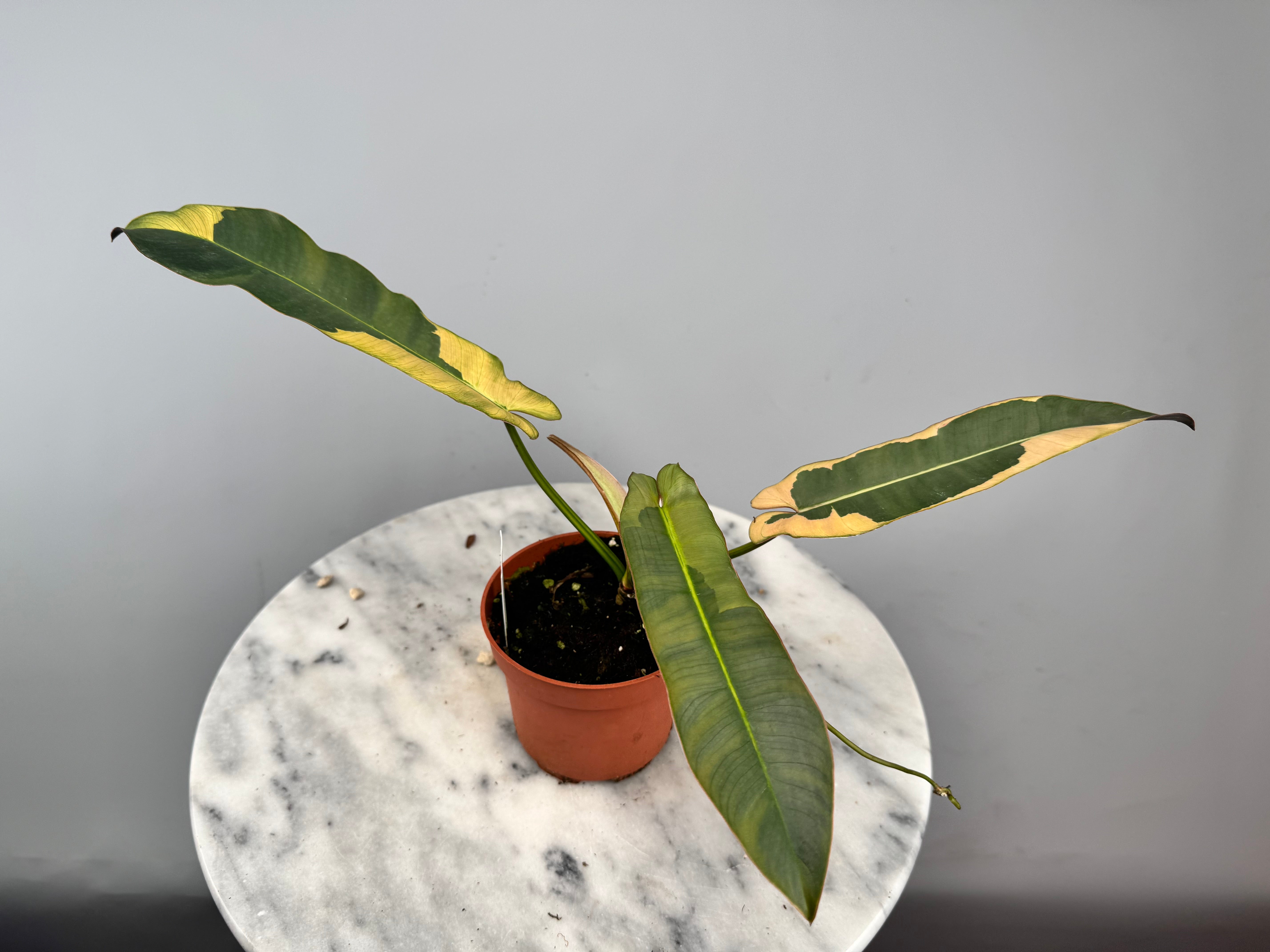 Philodendron atabapoense フィロデンドロン　　斑入り Philodendron atabapoense variegata albo