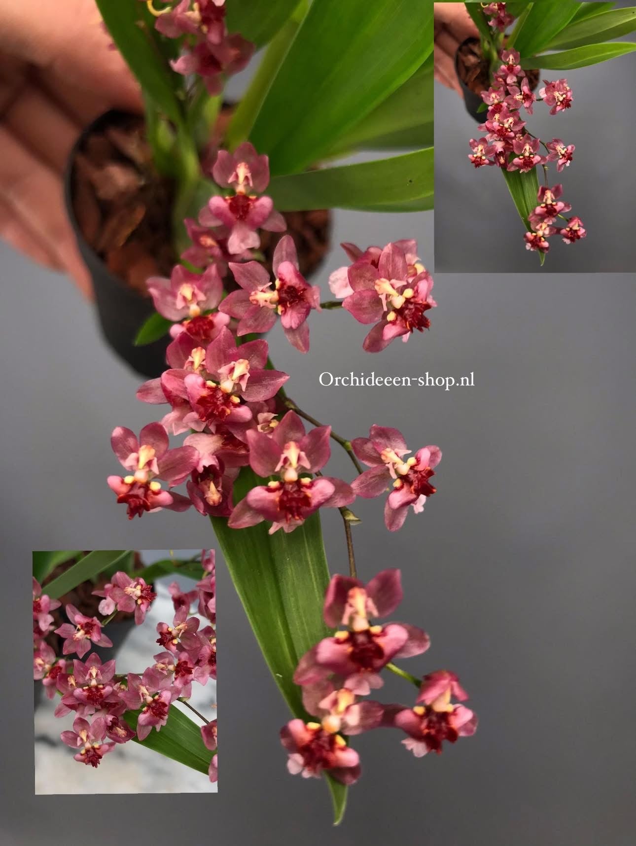 Oncidium Tiny Twinkle ’Red Fantasy’