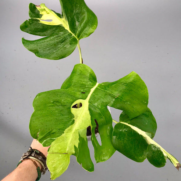 Monstera White Lava 'Lalamove' nr 1