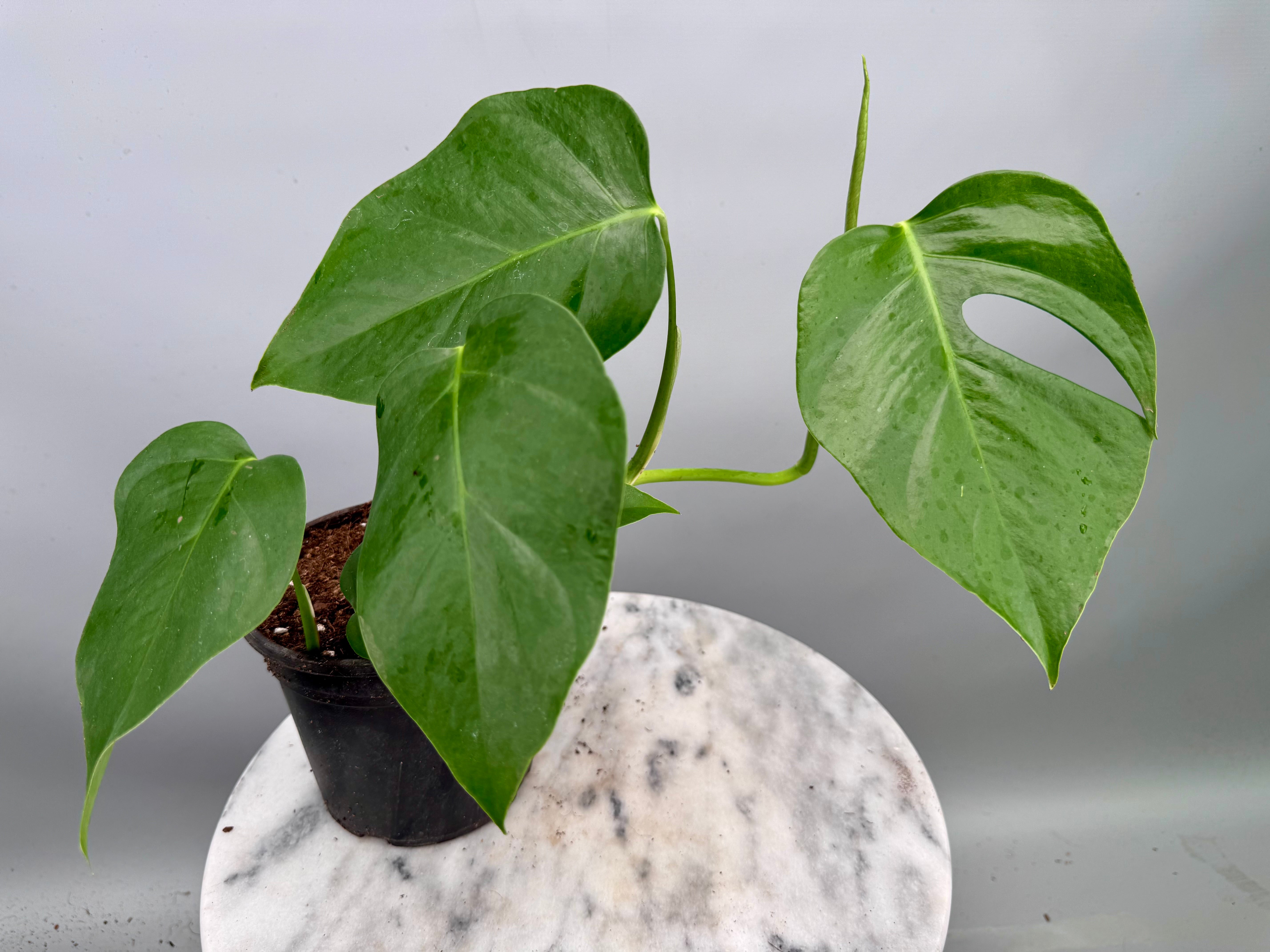 Monstera deliciosa var sierrana