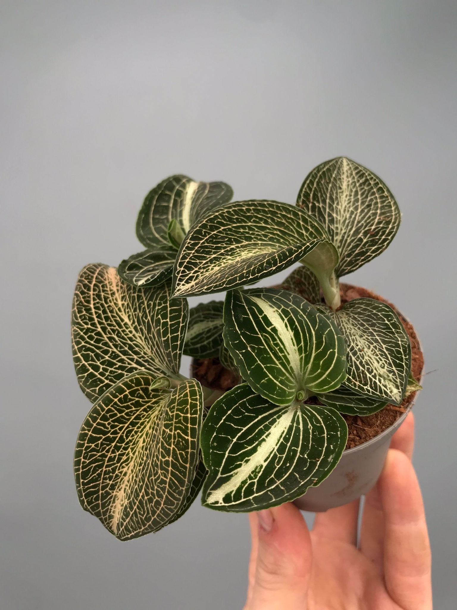 Anoectochilus formosanus x burmanicus Green ‘Big Plant’ (3 plants)