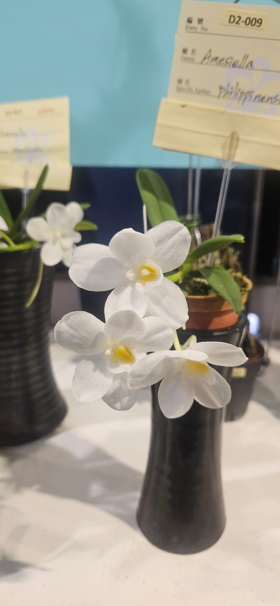 Amesiella philippinensis