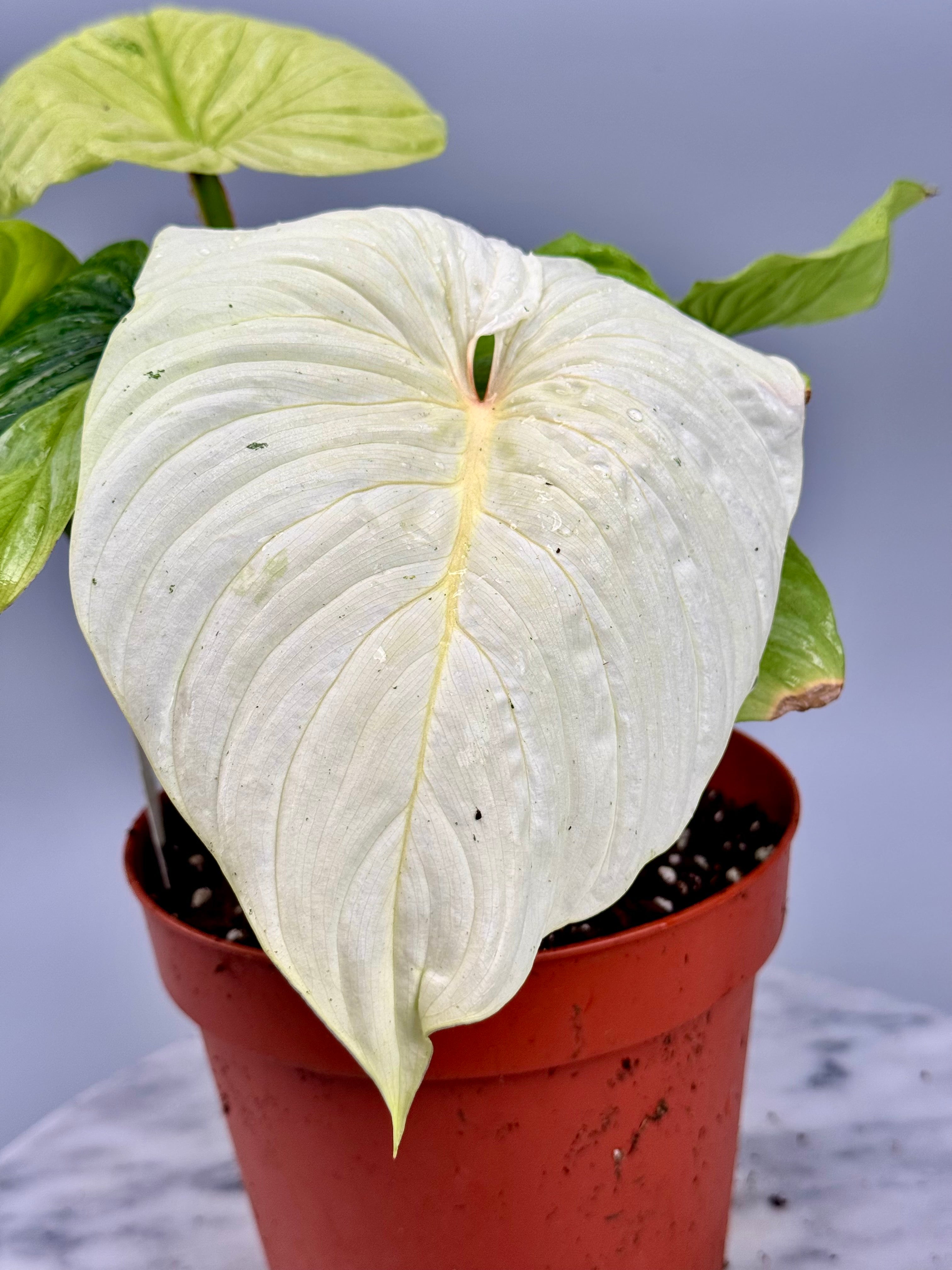 Philodendron mamei variegata mint (8 Blätter) (Nr1)