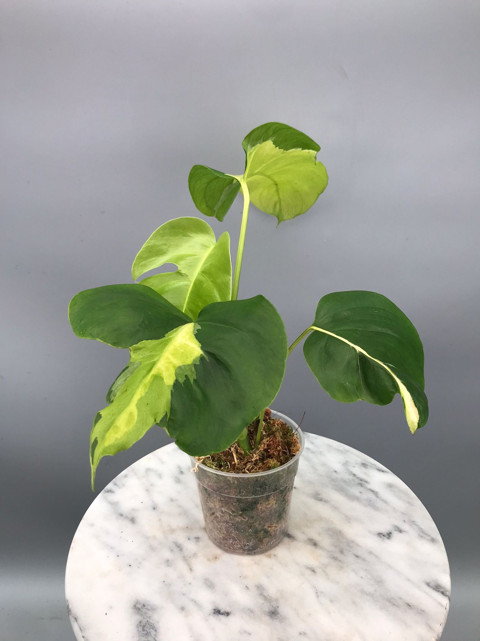 Monstera White Lava 'Lalamove' nr 1.2