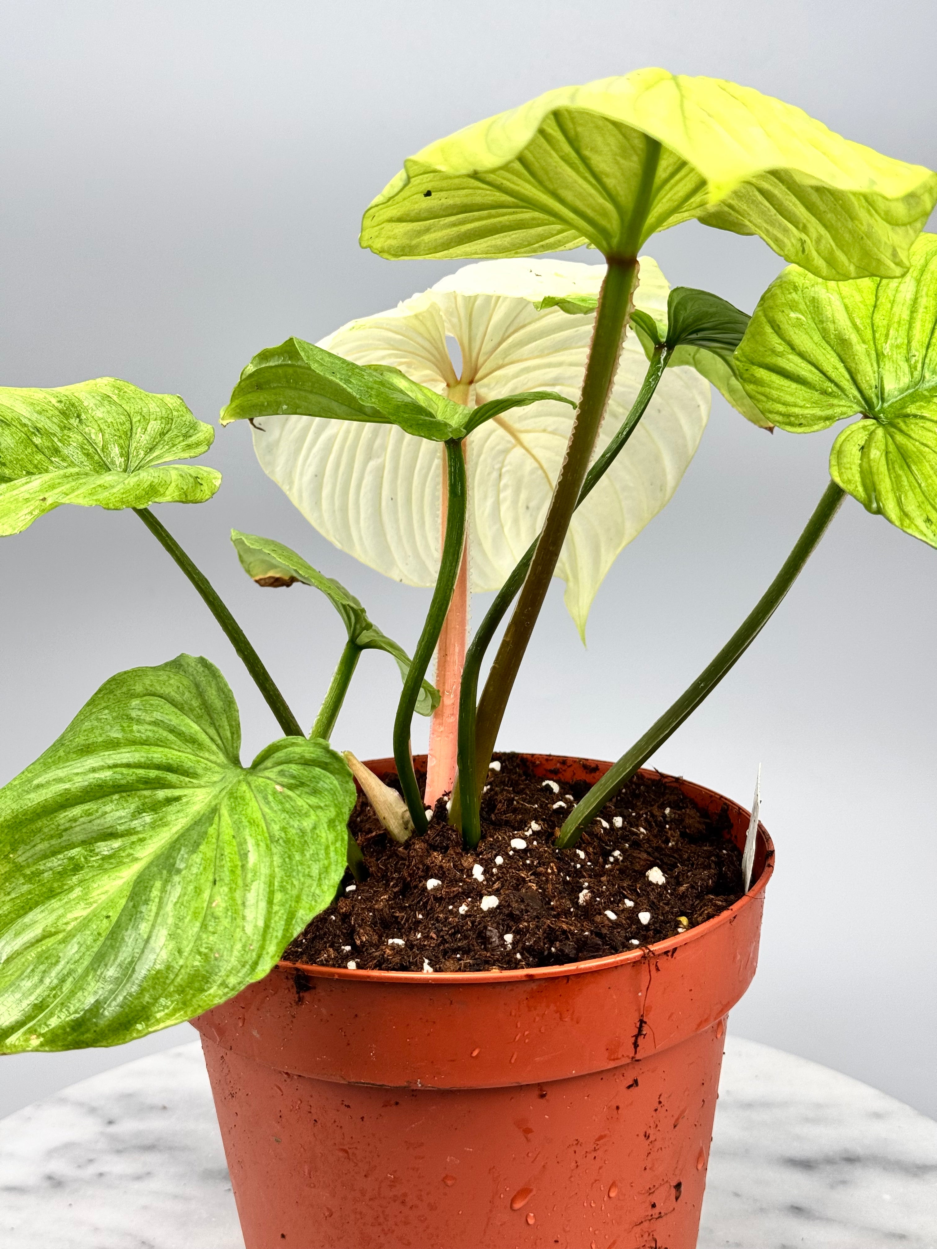 Philodendron mamei variegata mint