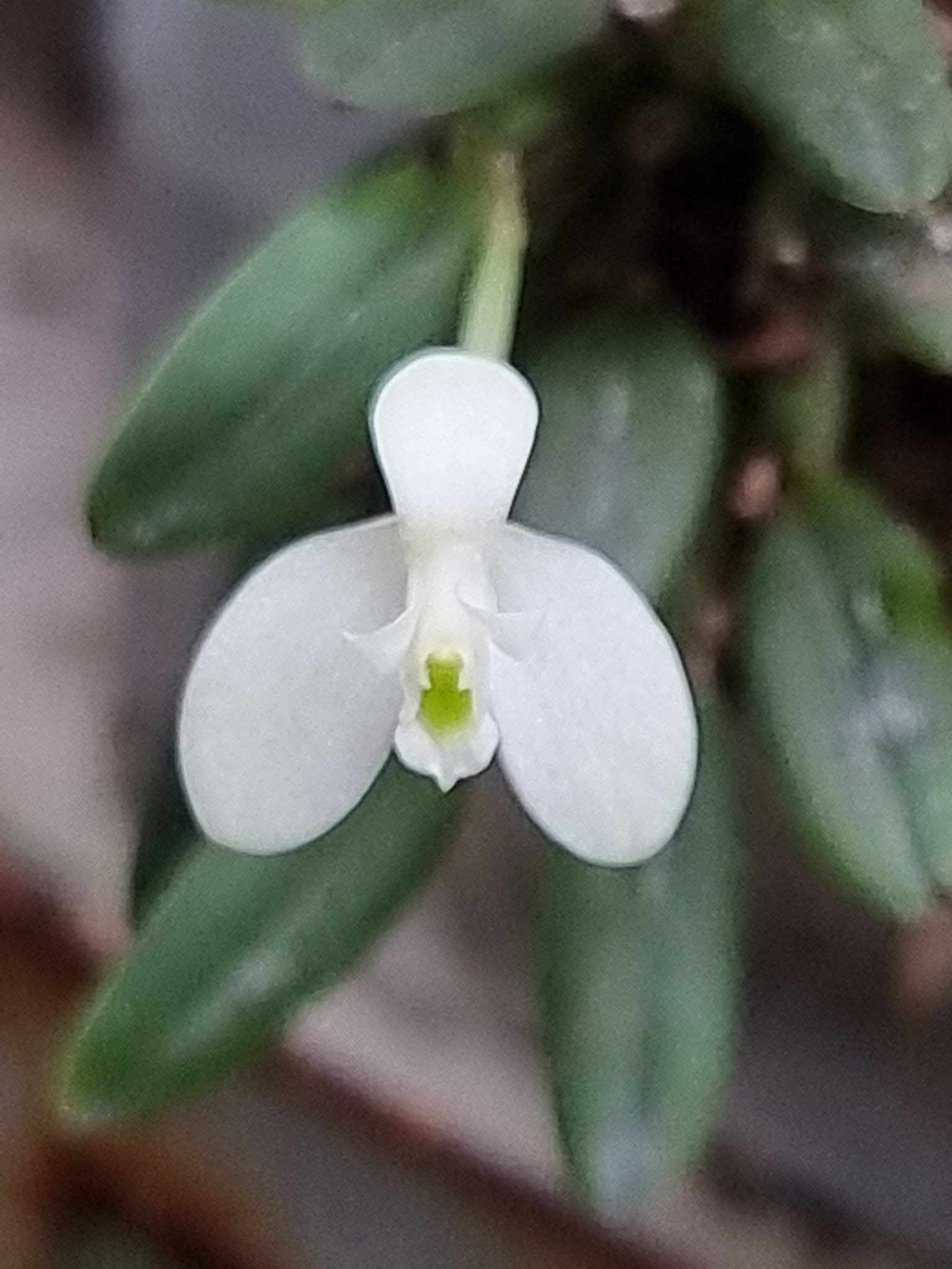 Dendrobium citrinum section cadetia