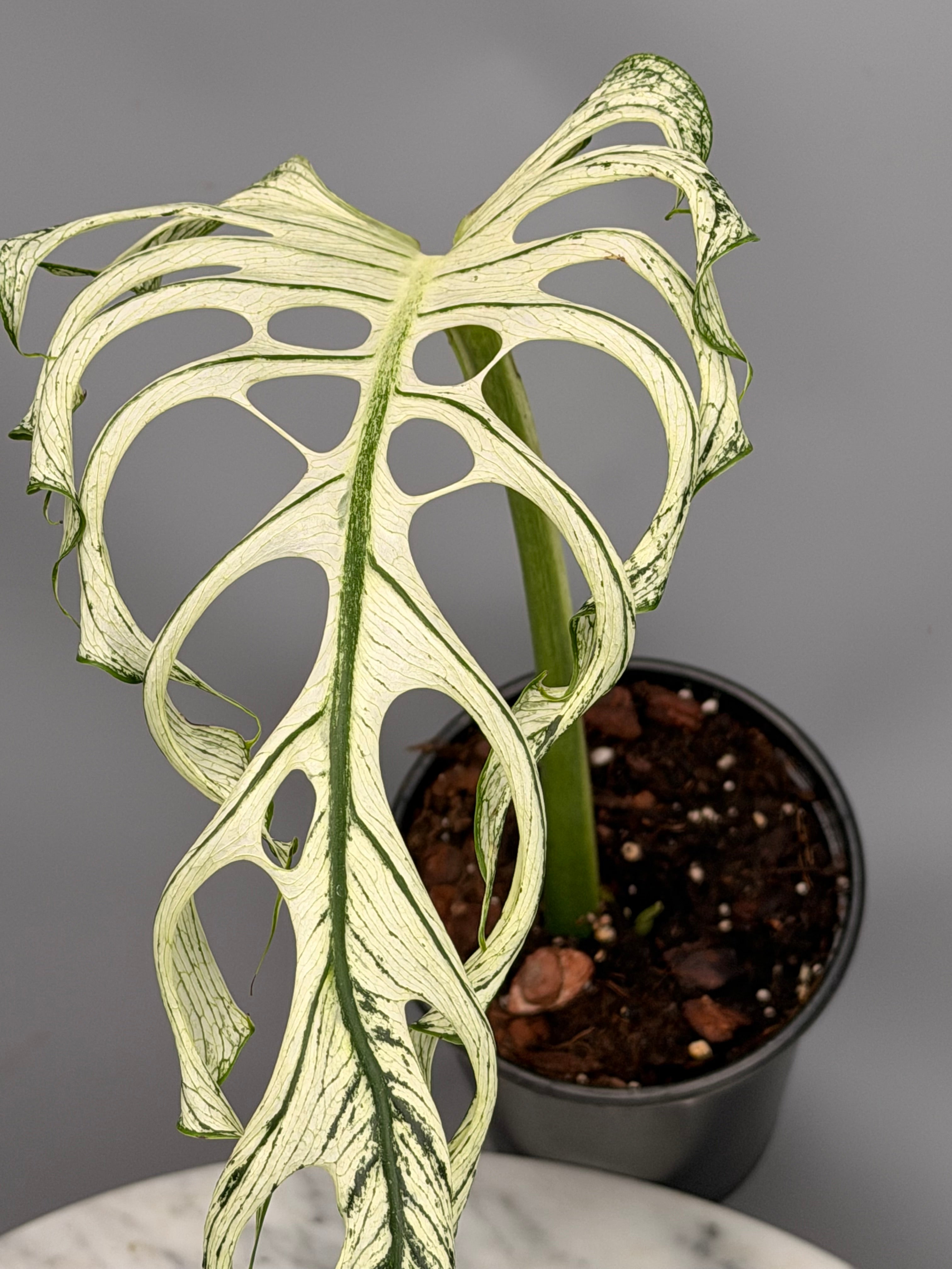 Monstera ‘Devil Monster’ Nr 1 (Leaf Cutting met nieuw groei oog)