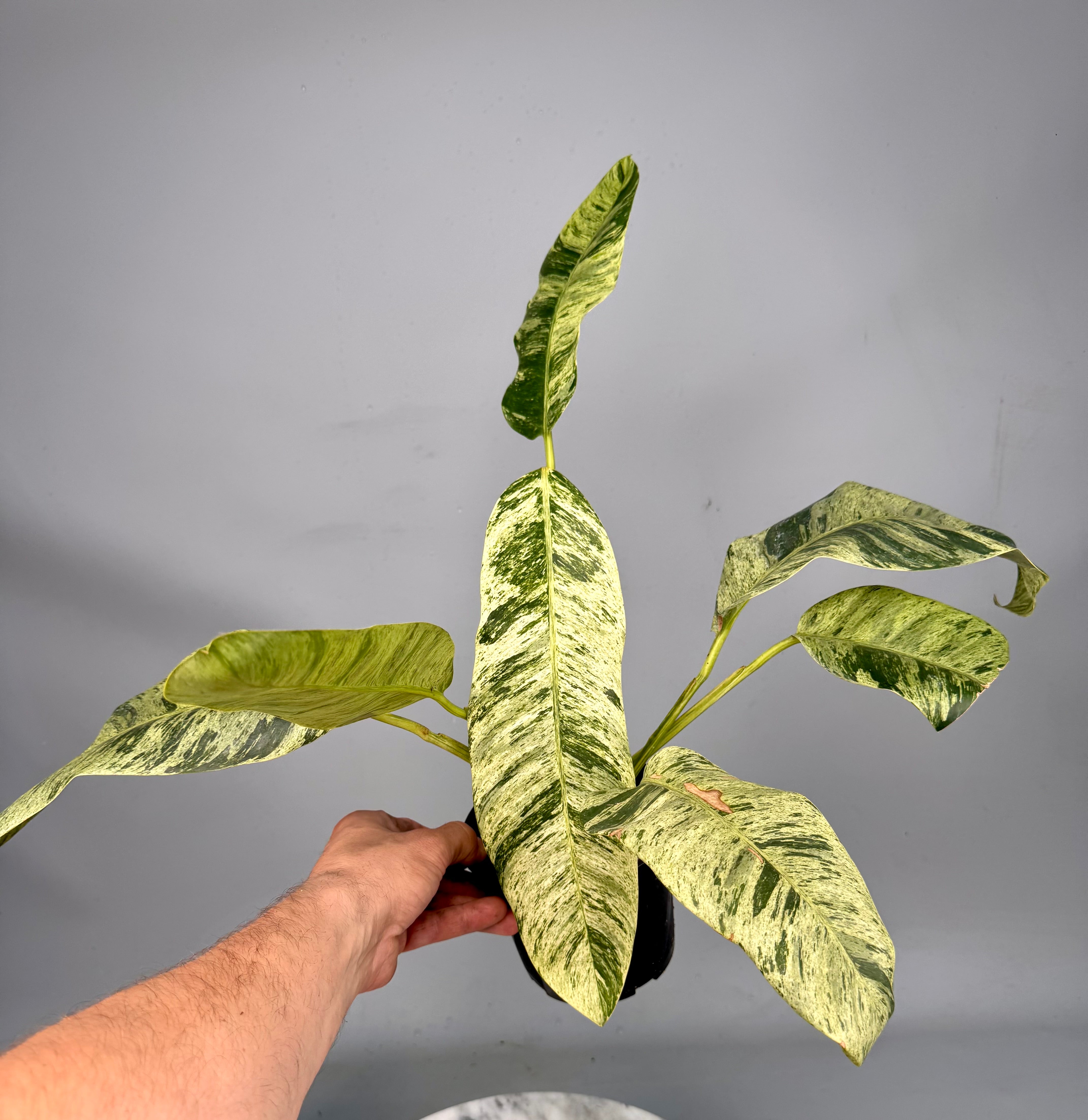 Epipremnum giganteum Variegated albo