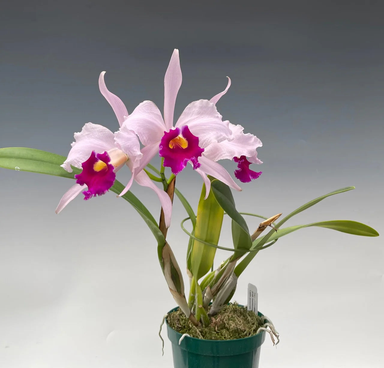 Cattleya Duvaliana x Brassavola cucullata (10 baby plants)