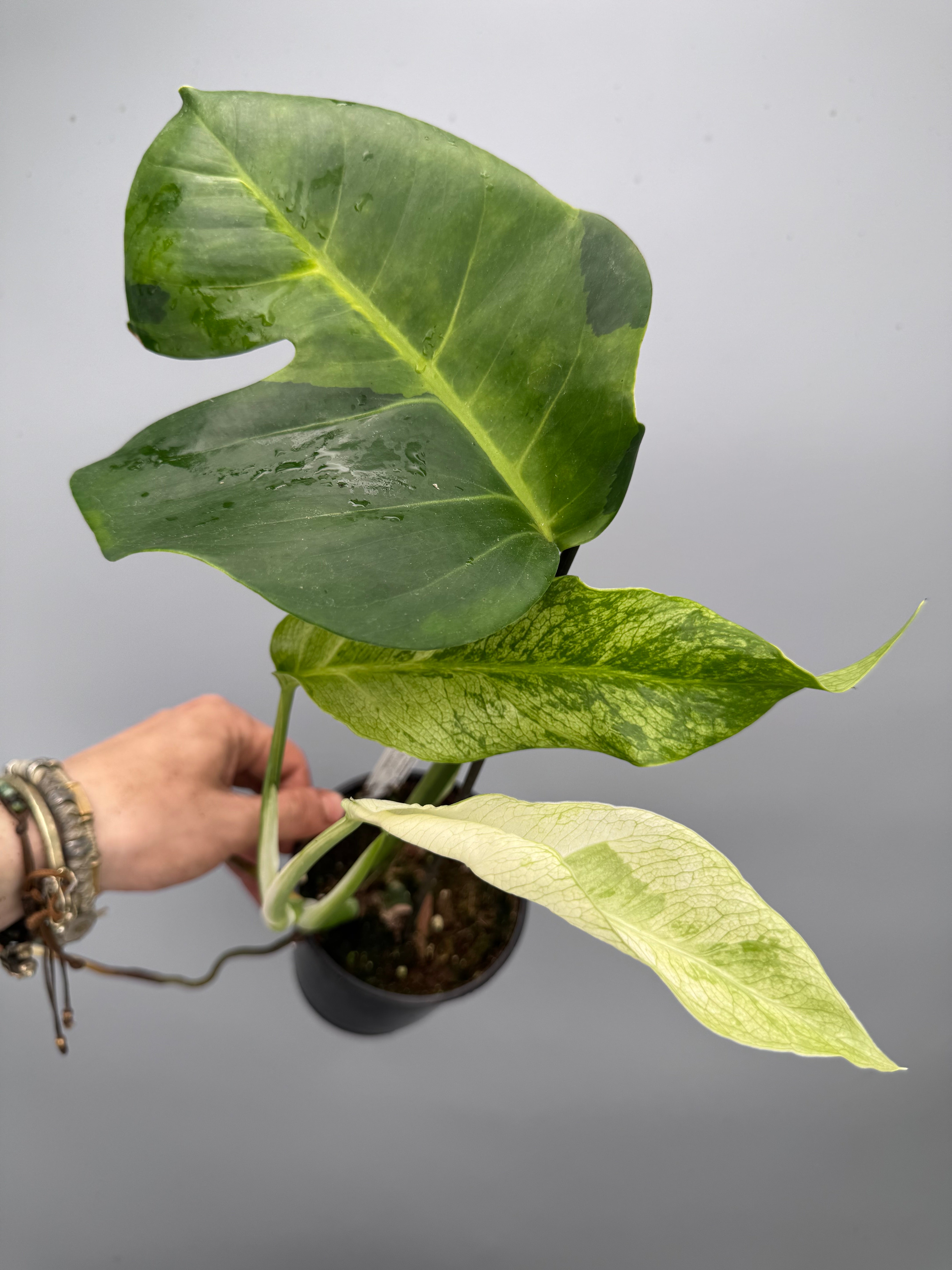 Monstera White Lava 'Lalamove' nr 1