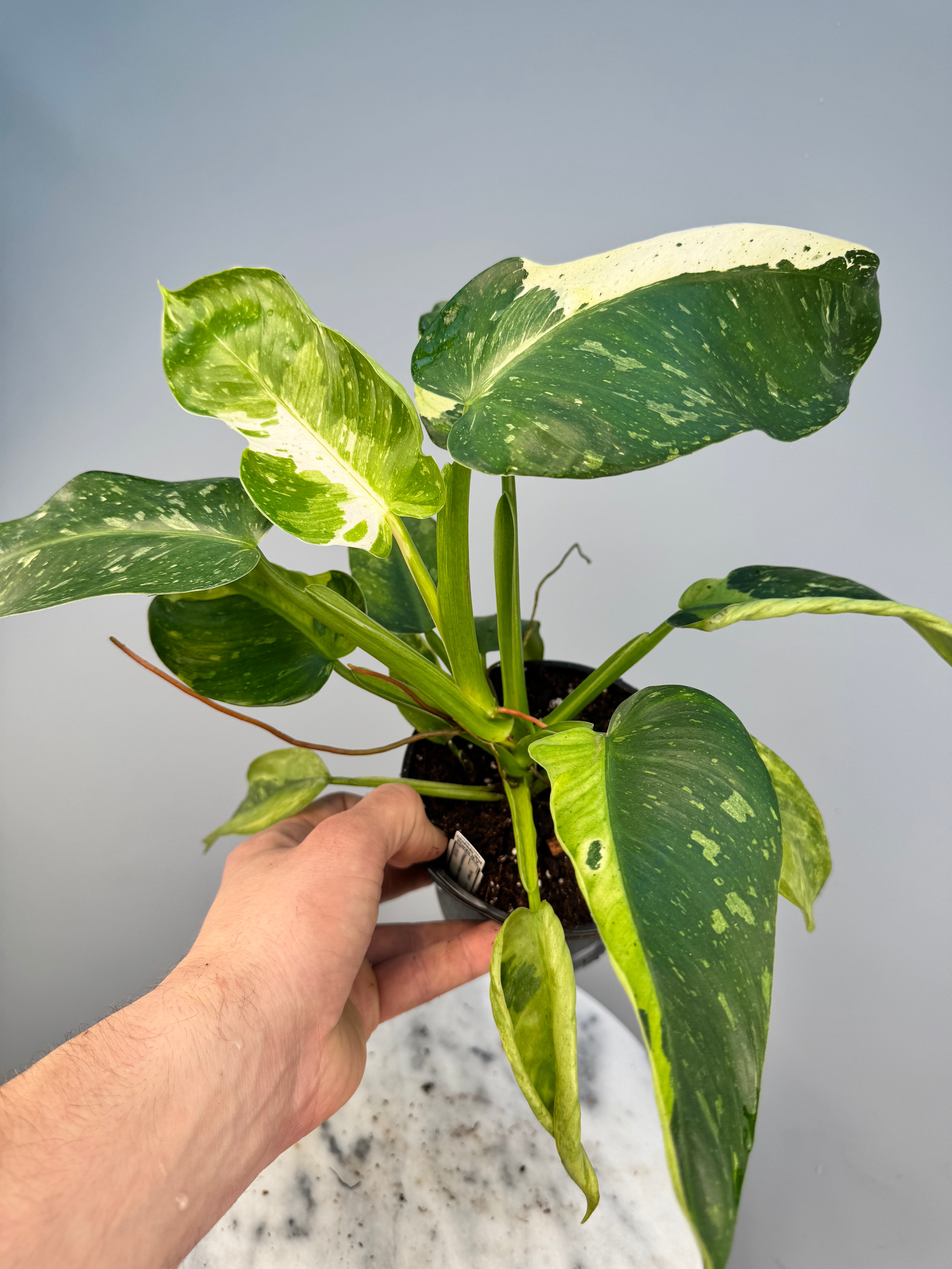 Philodendron Wend Imbe Variegated