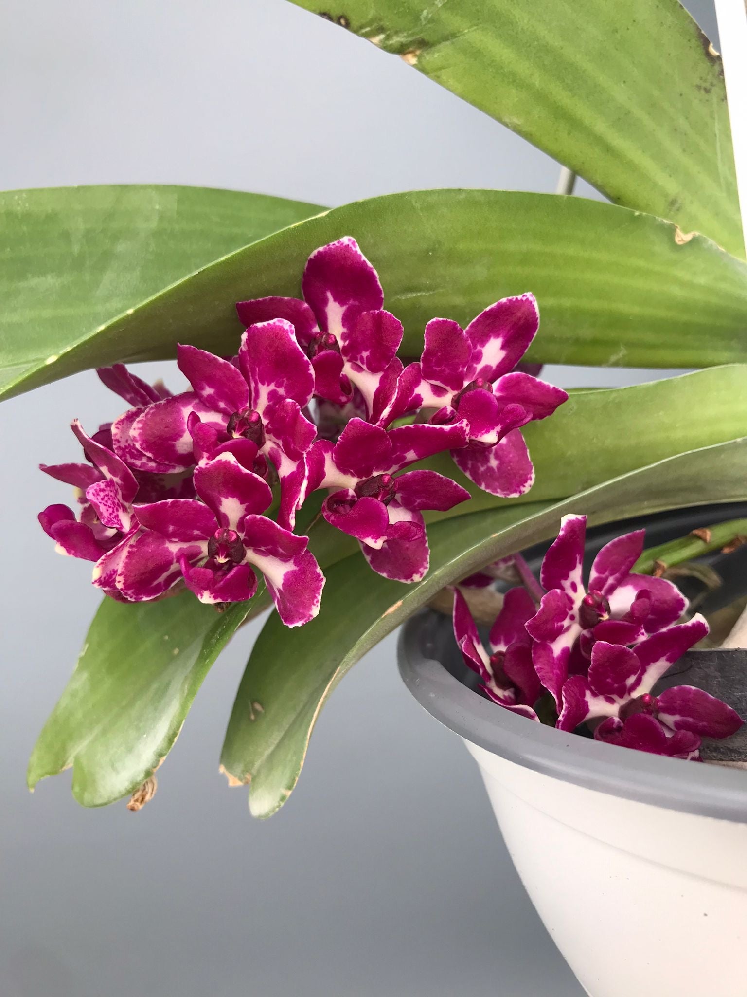 Rhynchostylis Gigantea Burgundy