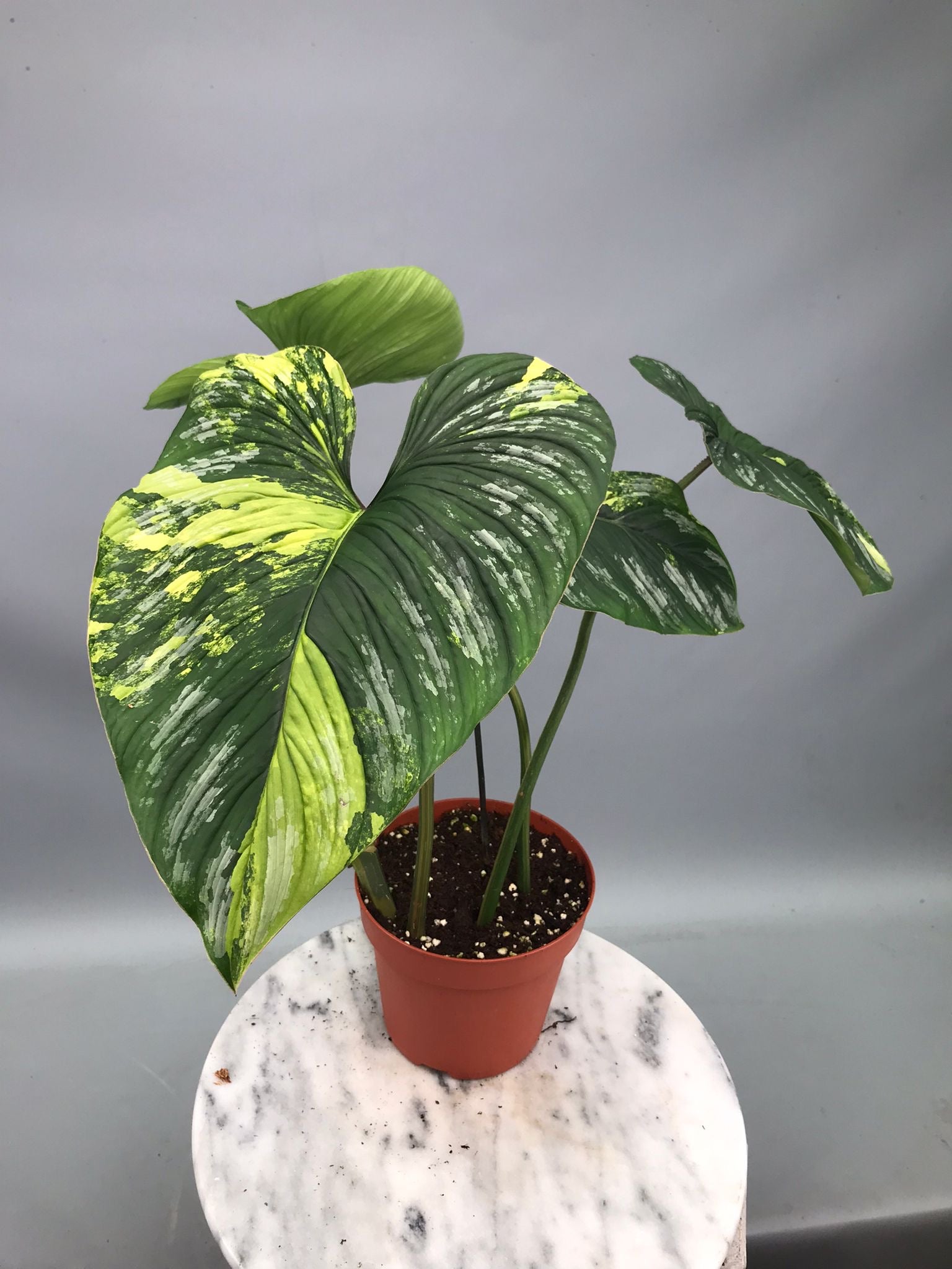 Philodendron mamei variegata mint (nr 4)