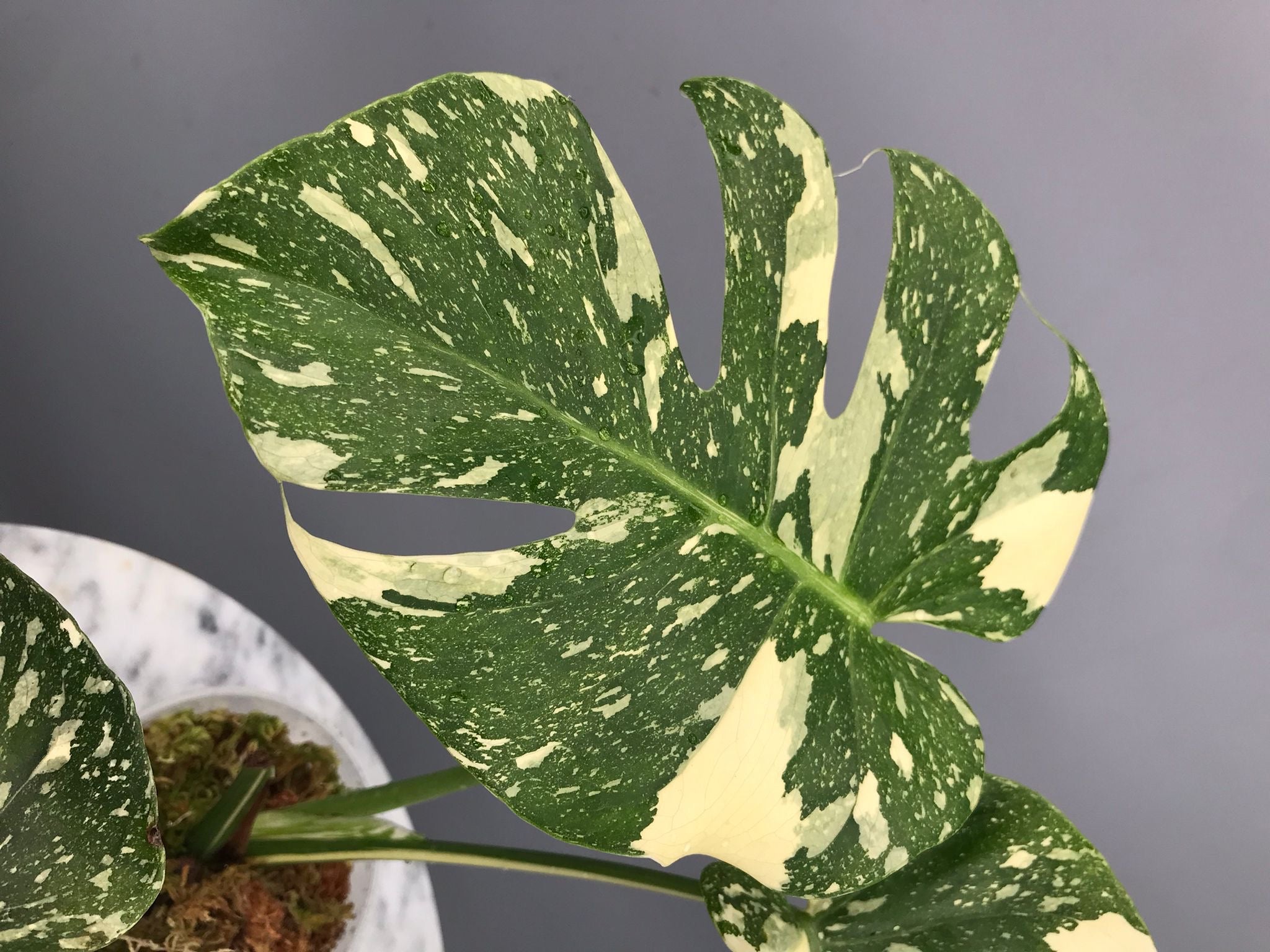モンステラ ホワイトスノー Monstera White  信頼輸入1 Monstera White snow nr 1
