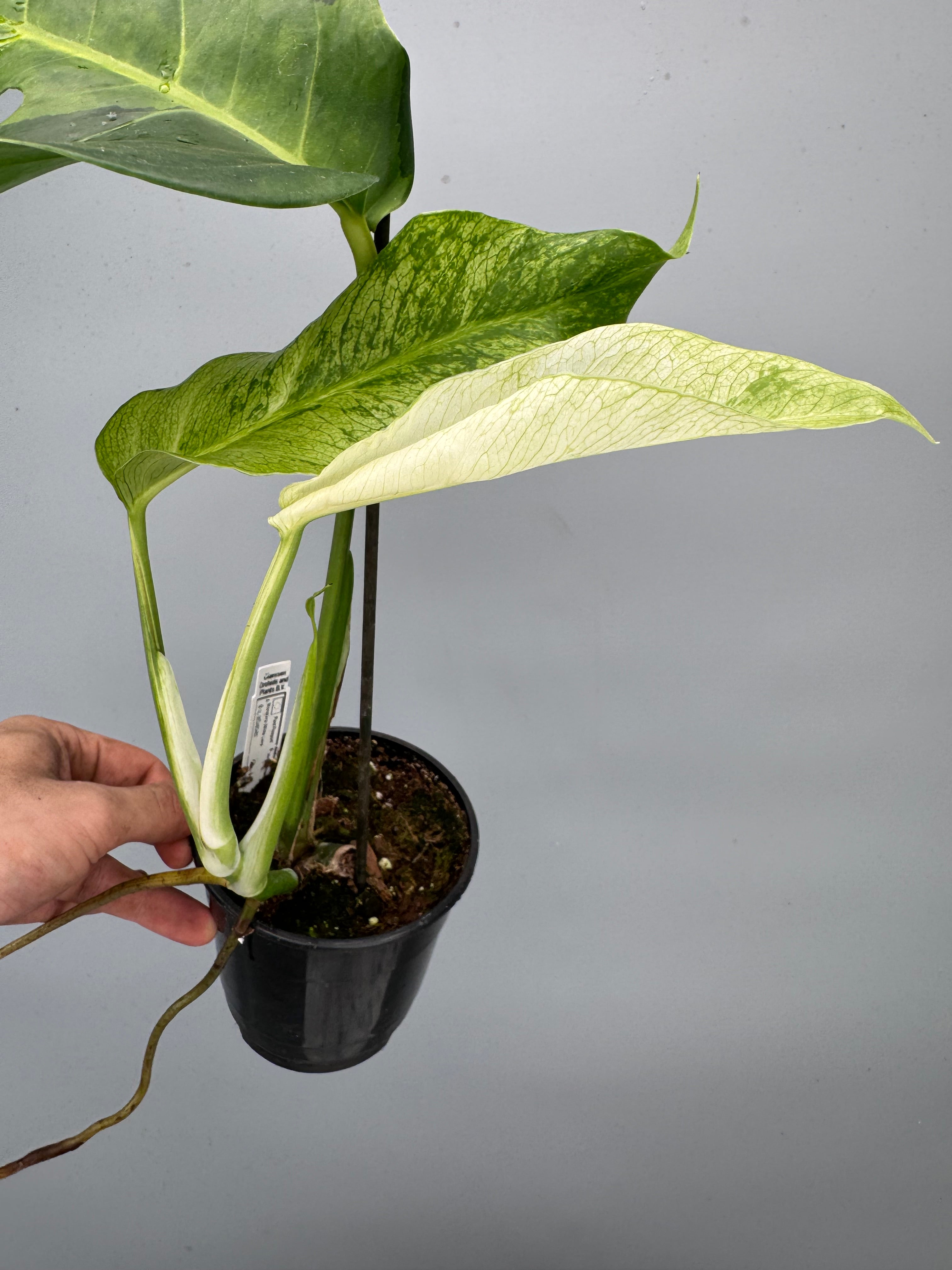 Monstera White Lava 'Lalamove' nr 1