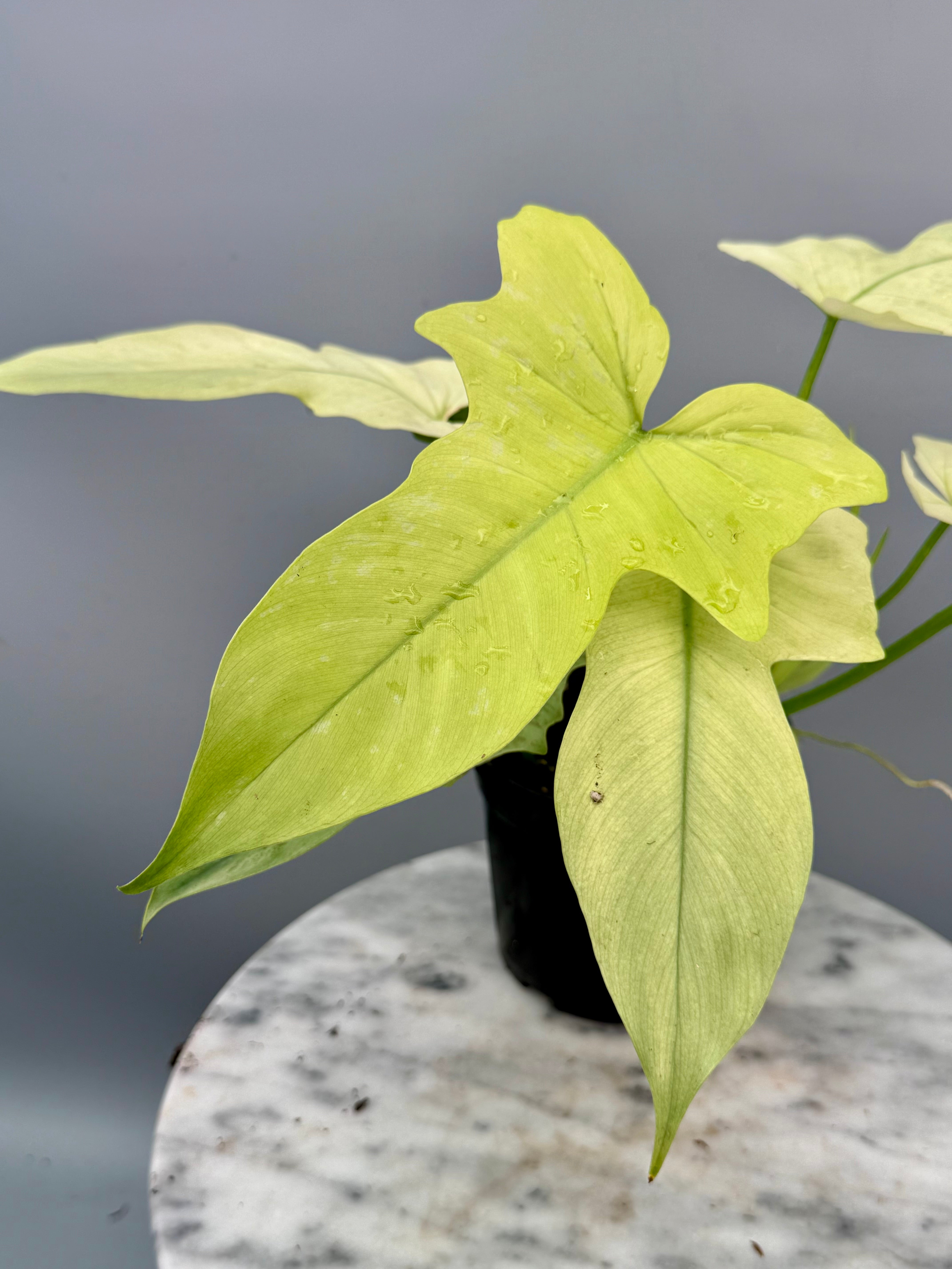 philodendron golden dragon variegated for sale Philodendron Golden Dragon variegated 'Ocean Mint'