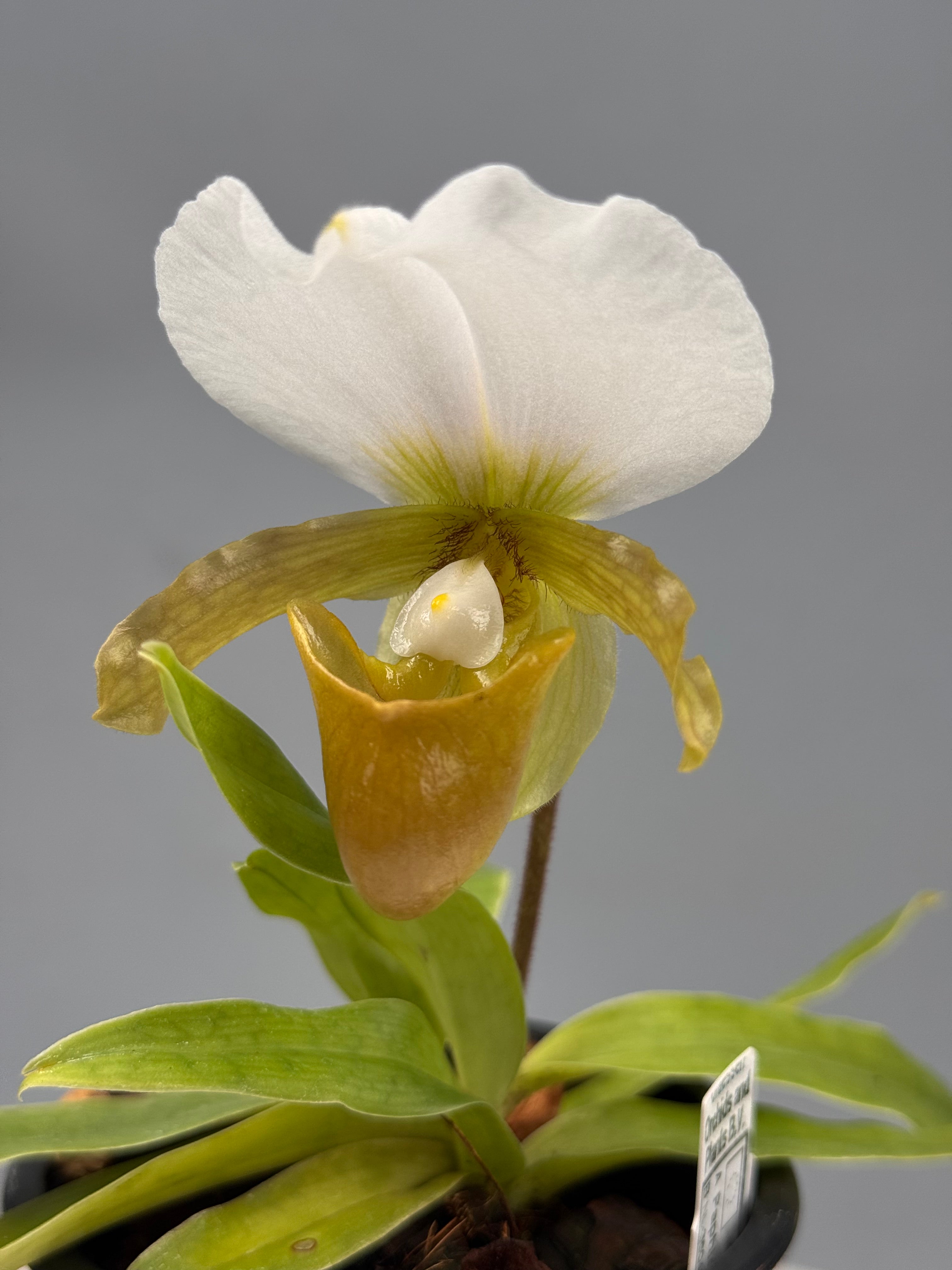 Paphiopedilum charlesworthii semi alba  (Selection 1 )