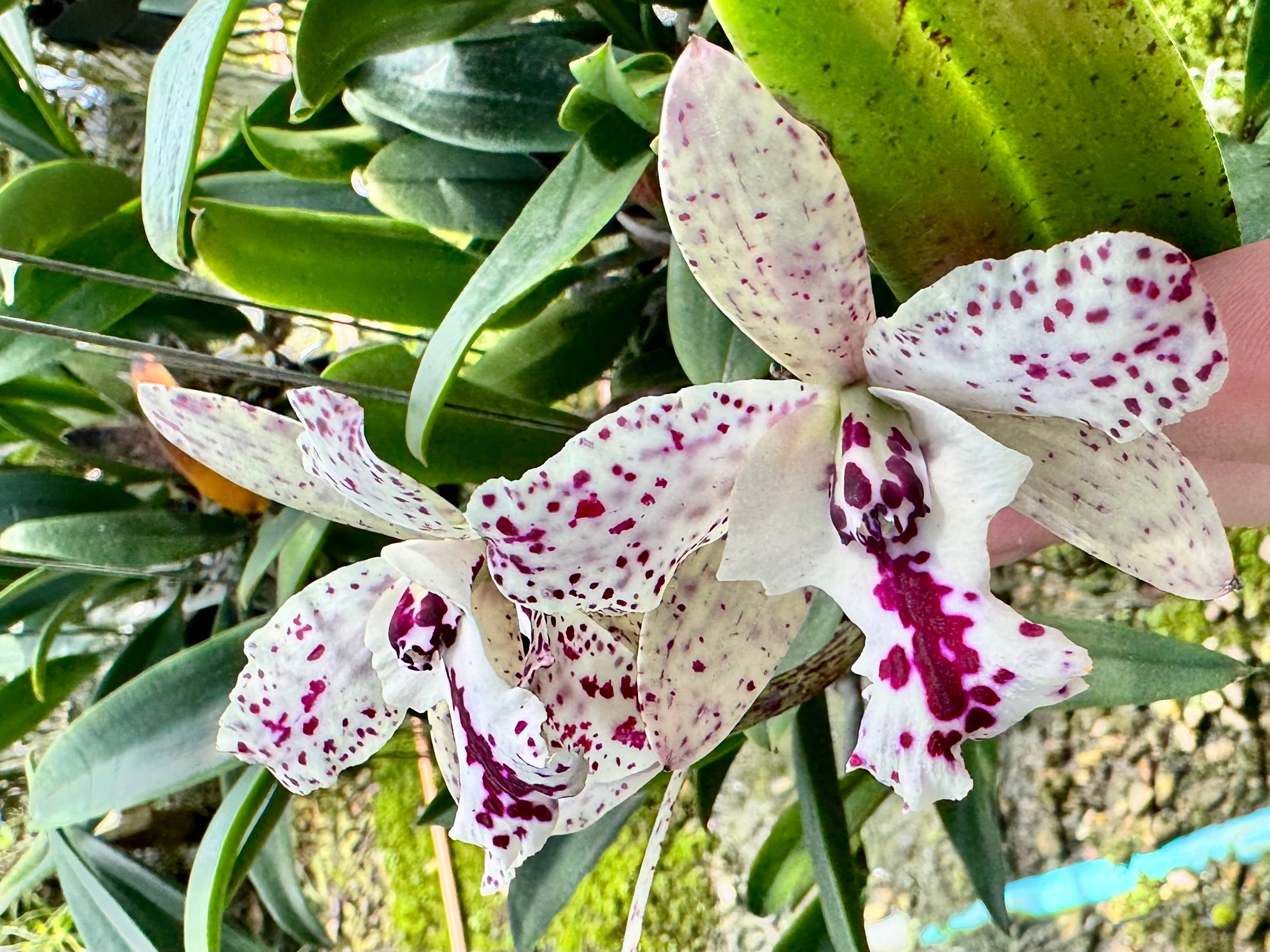 Cattleya Jairak Cosmos