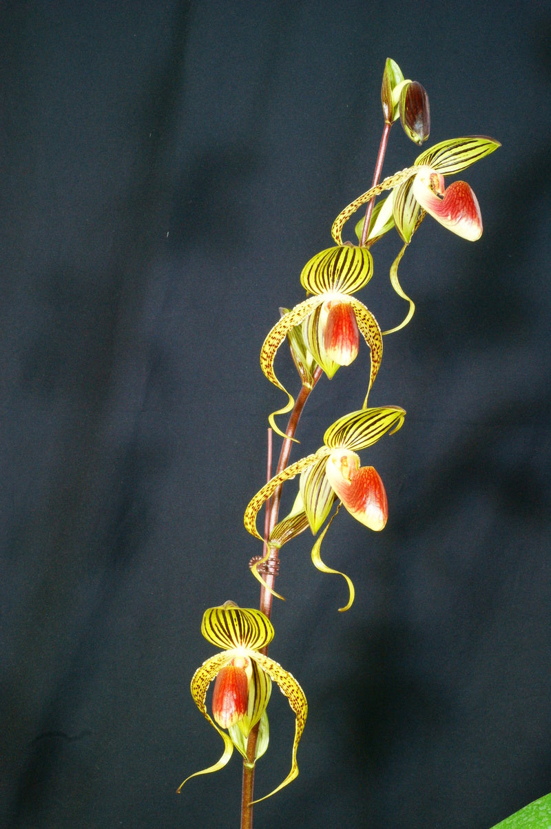 Paphiopedilum.HUNG SHENG EAGLE (GIGANTIFOLIUM X ROTHSCHILDIANUM)