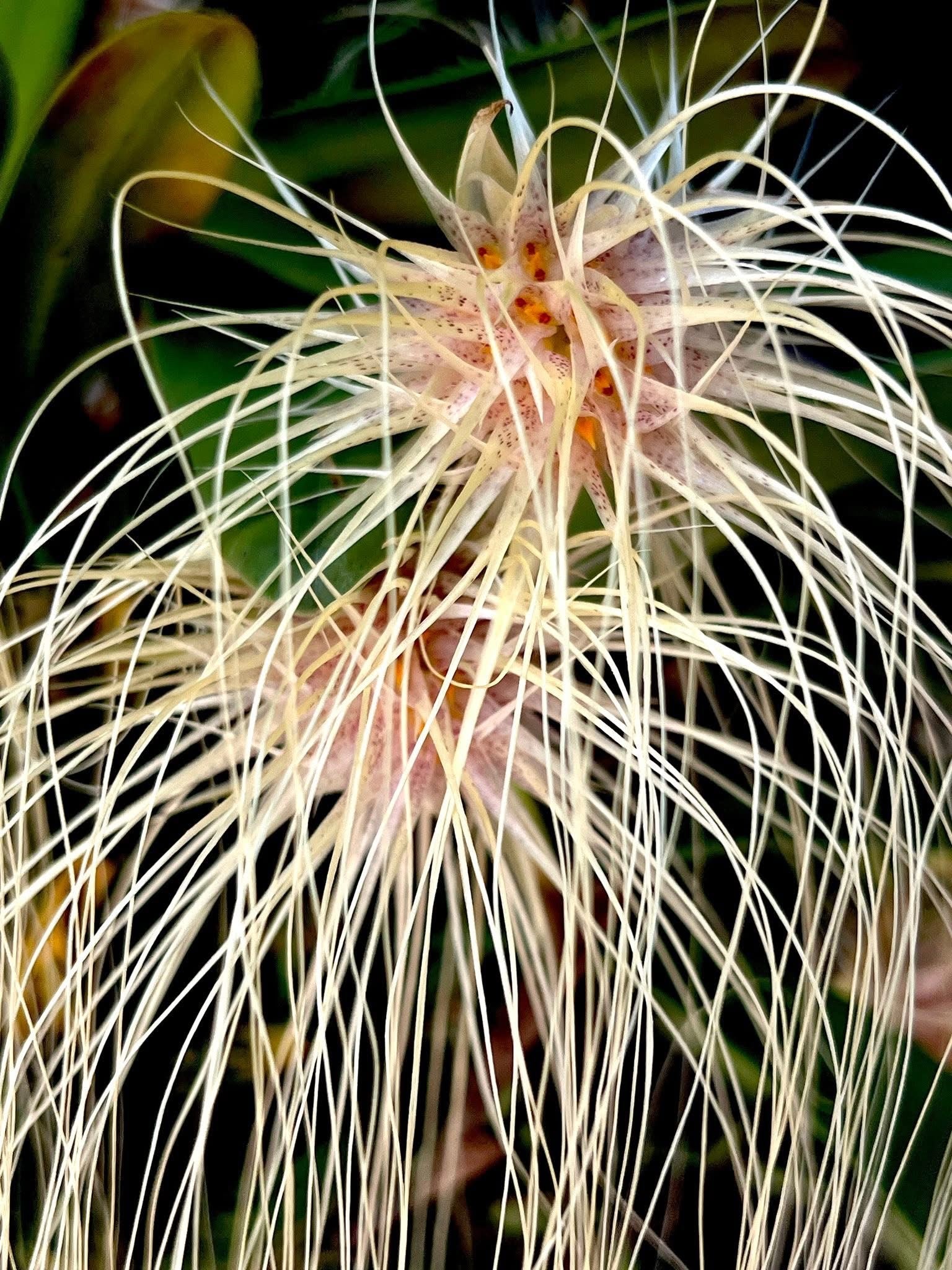 Bulbophyllum medusae