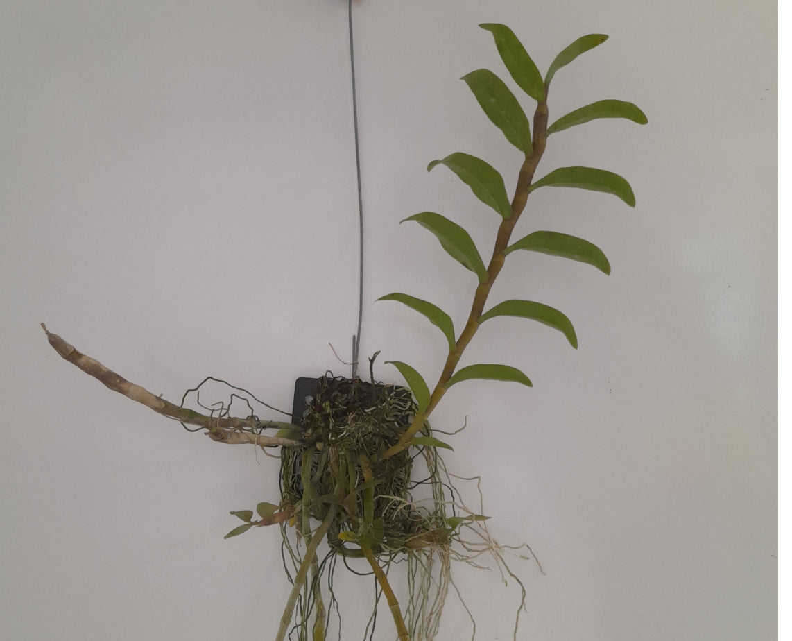 Dendrobium anosmum var. Semi Alba (Big Plant)