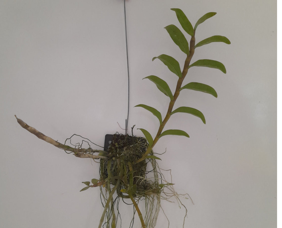 Dendrobium anosmum var.Semi Alba (Big Plant)