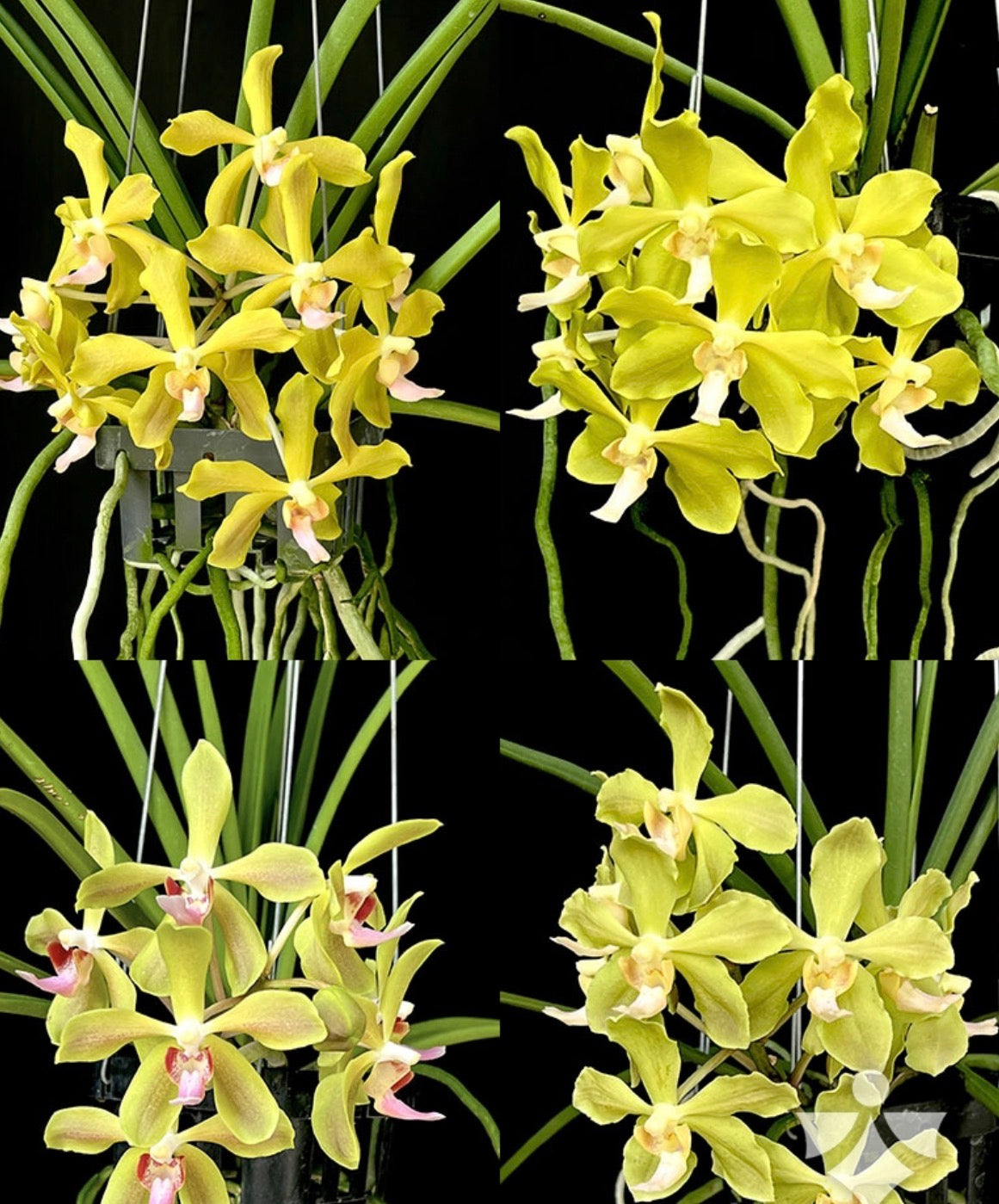 Sweetara Jairak Green Pear (Paraphalaenopsis laycockii x Vanda Jairak Thai Green)