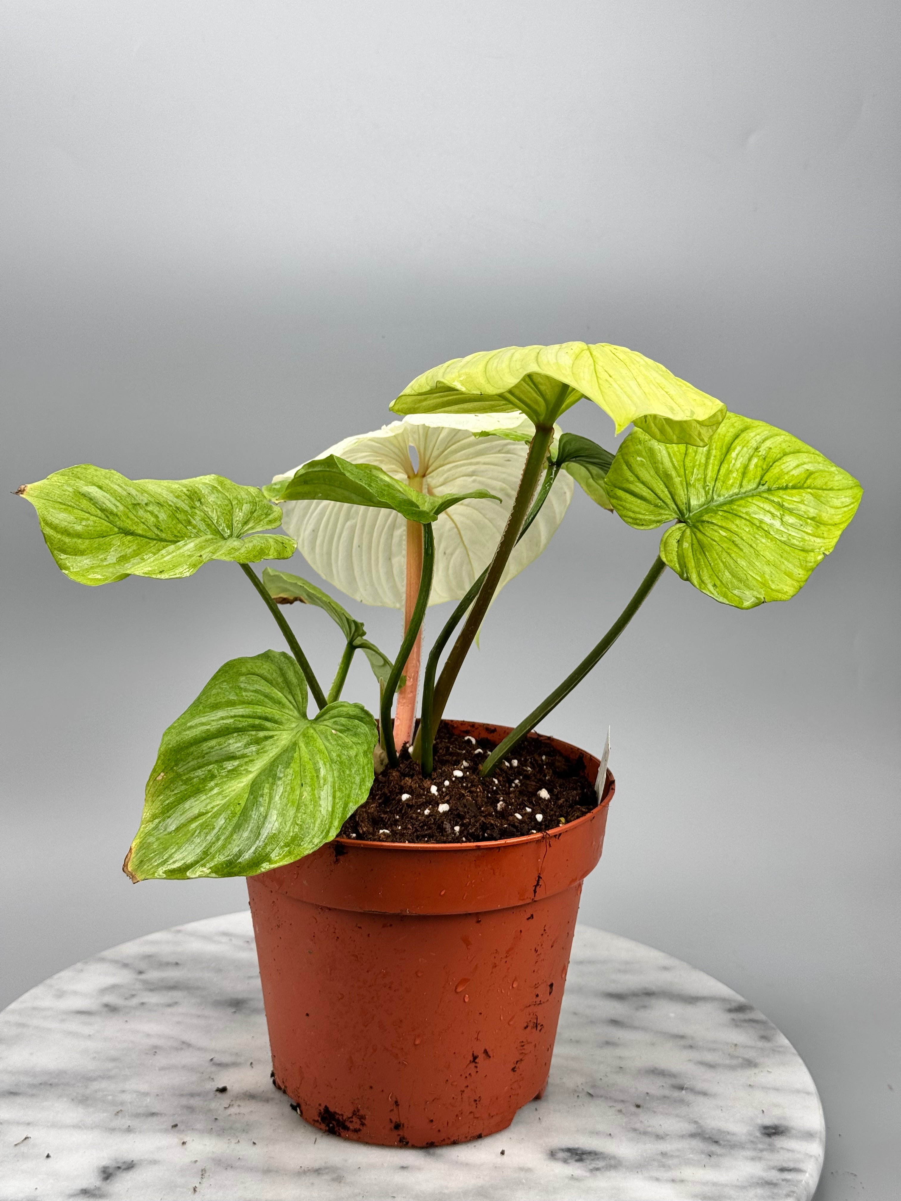 Philodendron mamei variegata mint (8 Blätter) (Nr1)