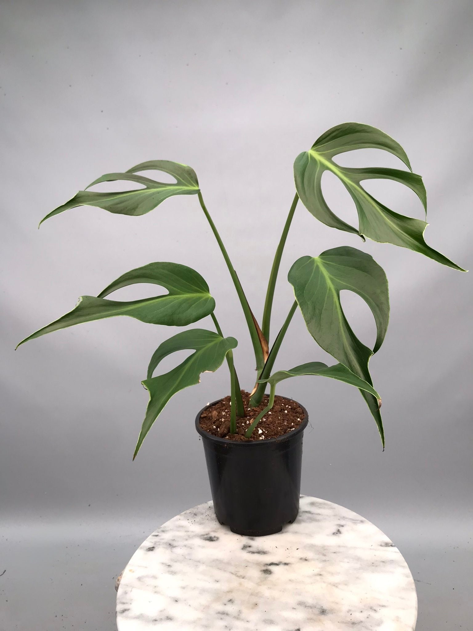 Monstera 'Burle Marx Flame' XL  (4-5 Big Leaves)