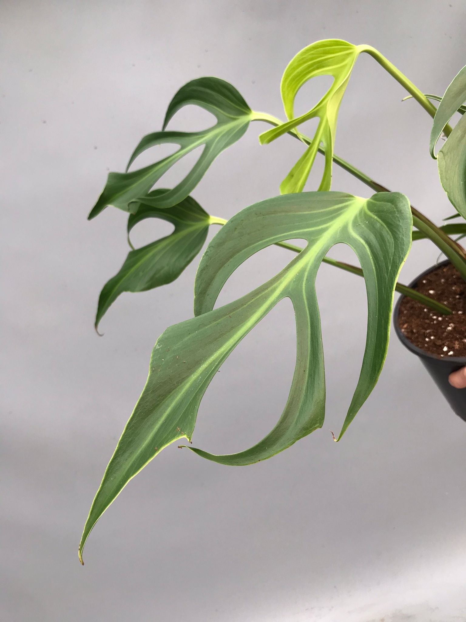 Monstera 'Burle Marx Flame' XL  (4-5 Big Leaves)