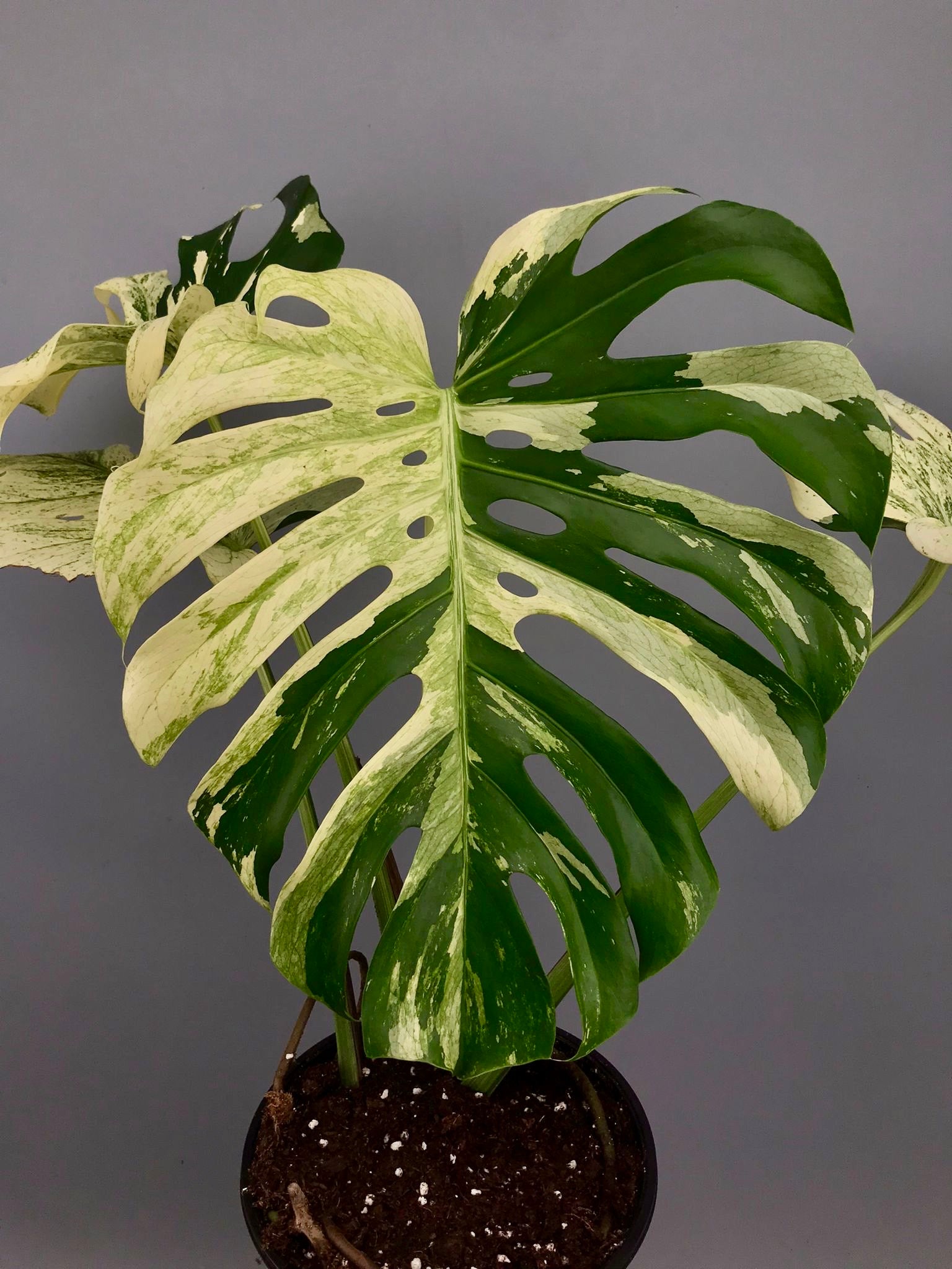 Monstera deliciosa borsigiana "Brazil Mint" (Almost Full Moon) nr 1