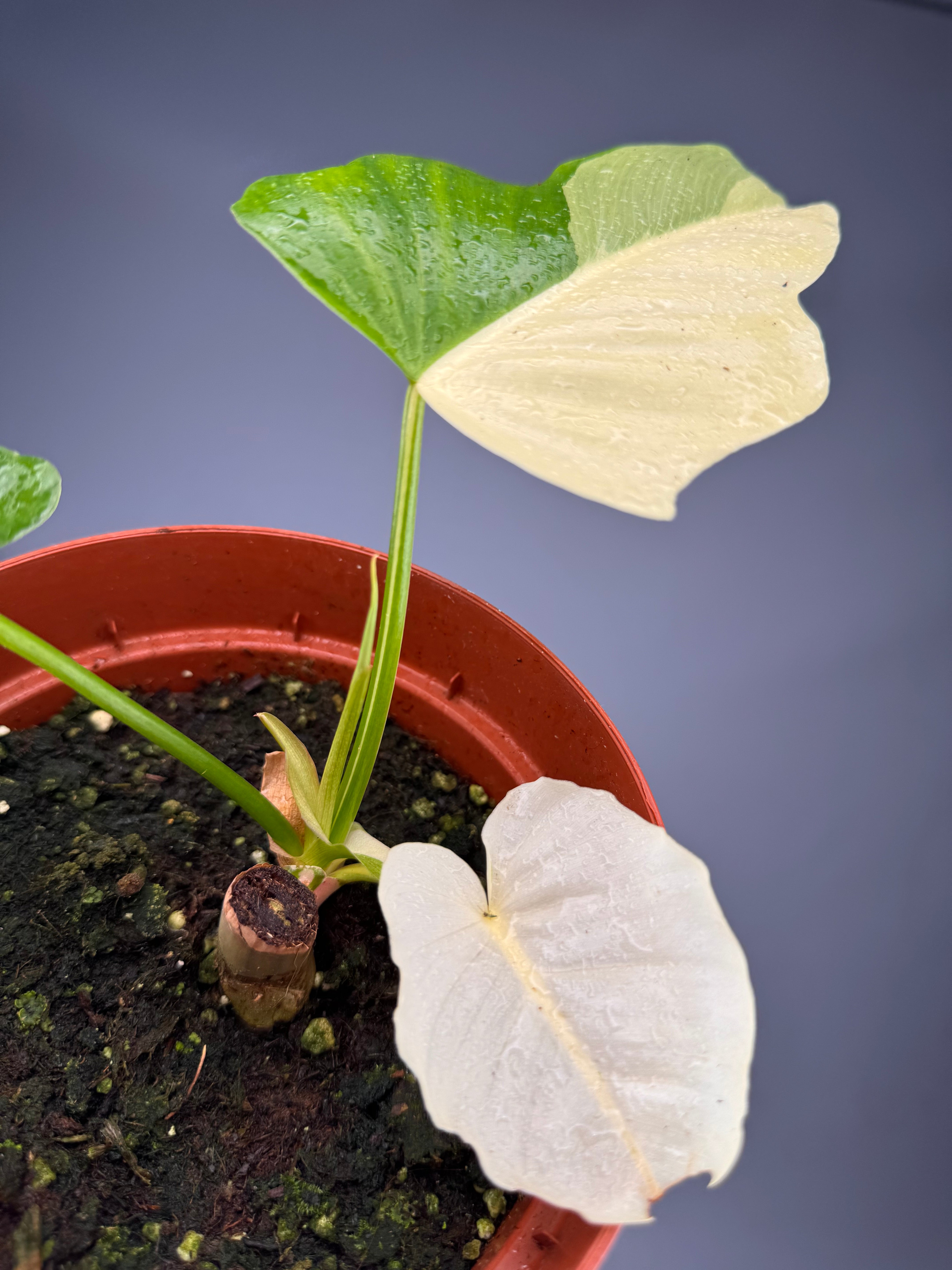 Philodendron "Golden Dragon" variegated albo nr 1