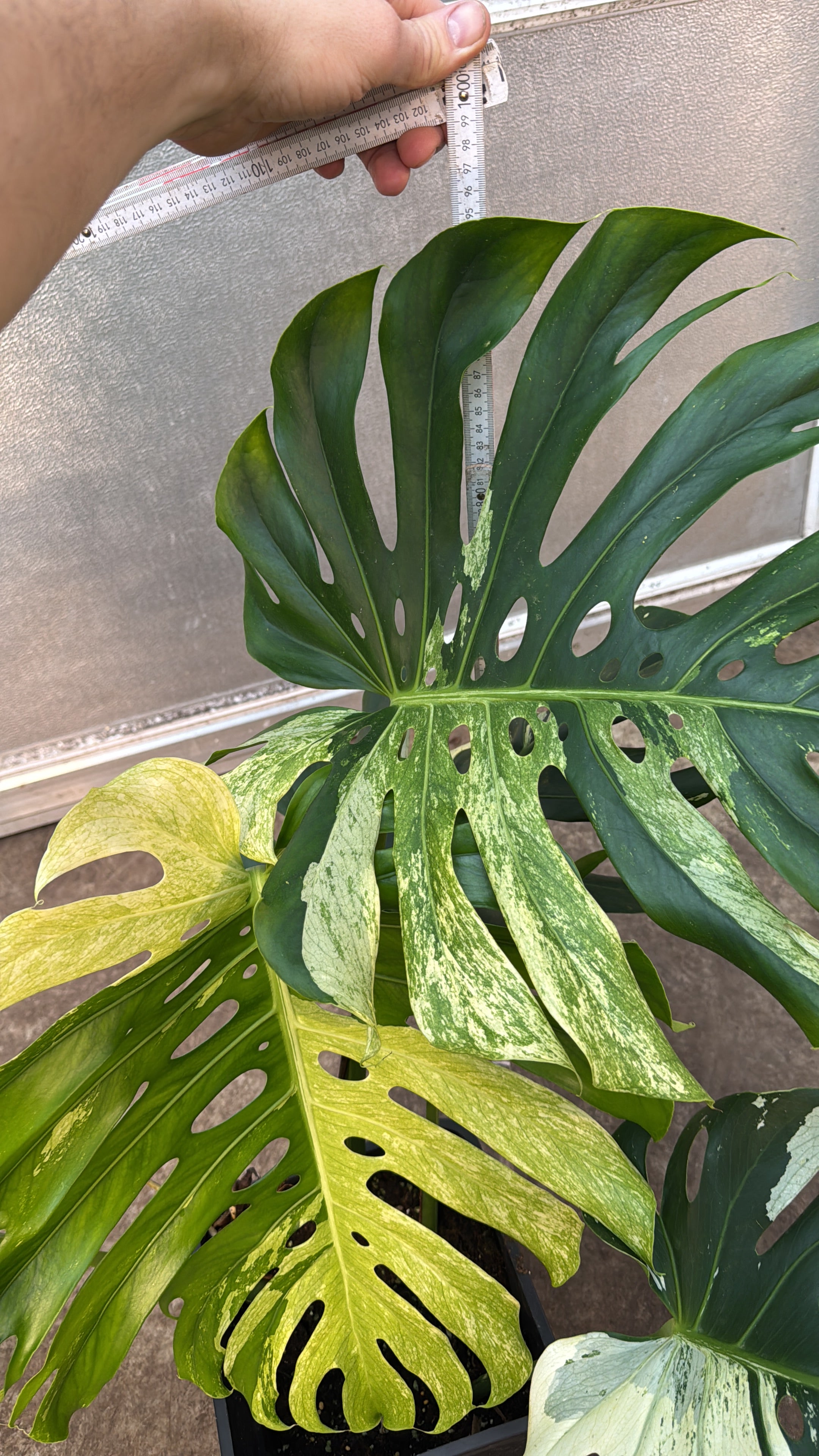 Monstera Full Mint deliciosa borsigiana Variegata "Big Plant" nr 1