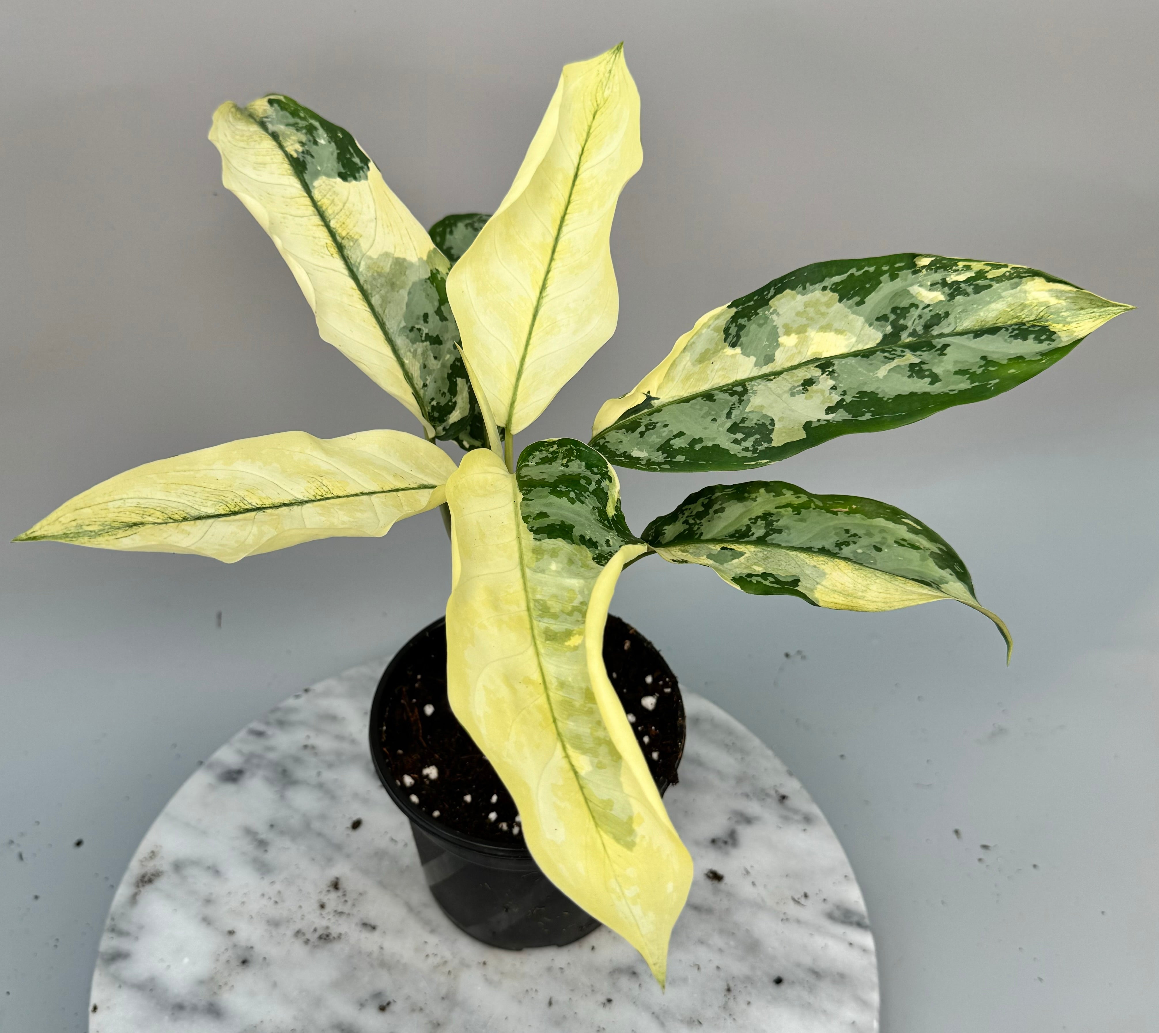 Aglaonema Sp. Suvarnabhumi Variegated (Nr 1)