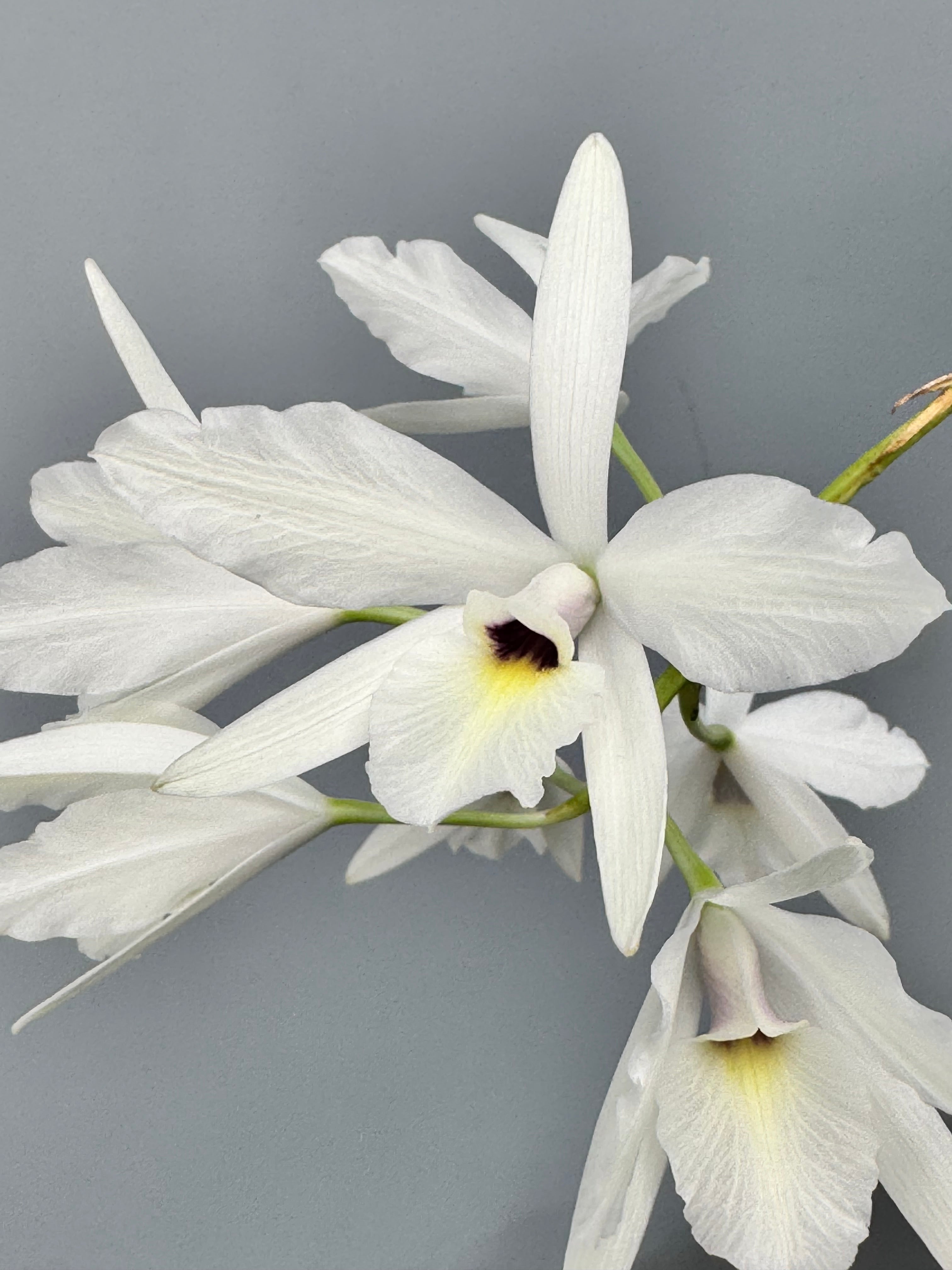 Laelia rubescens "Semi Alba"