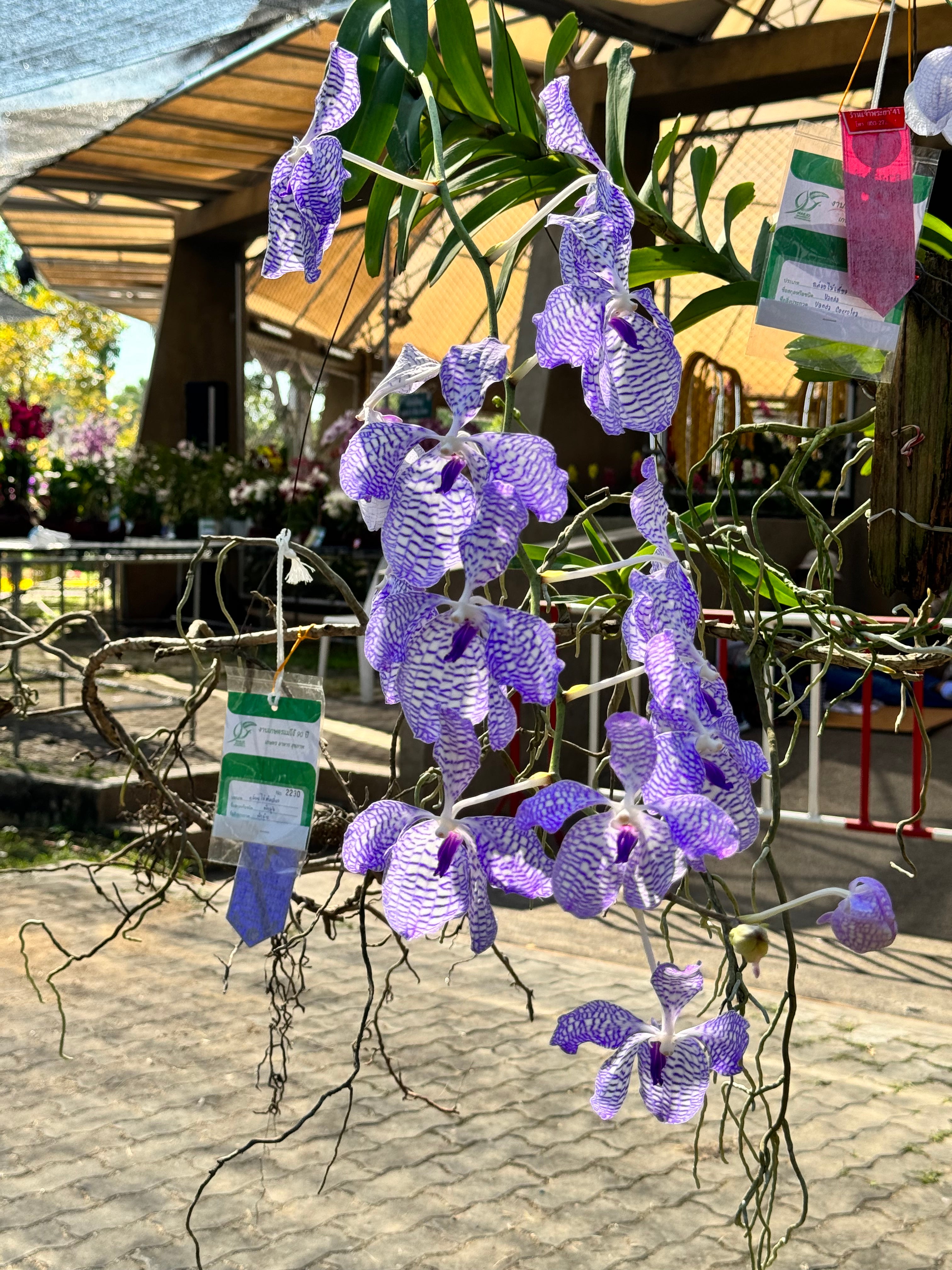 Vanda coerulea ‘Rare Selection’