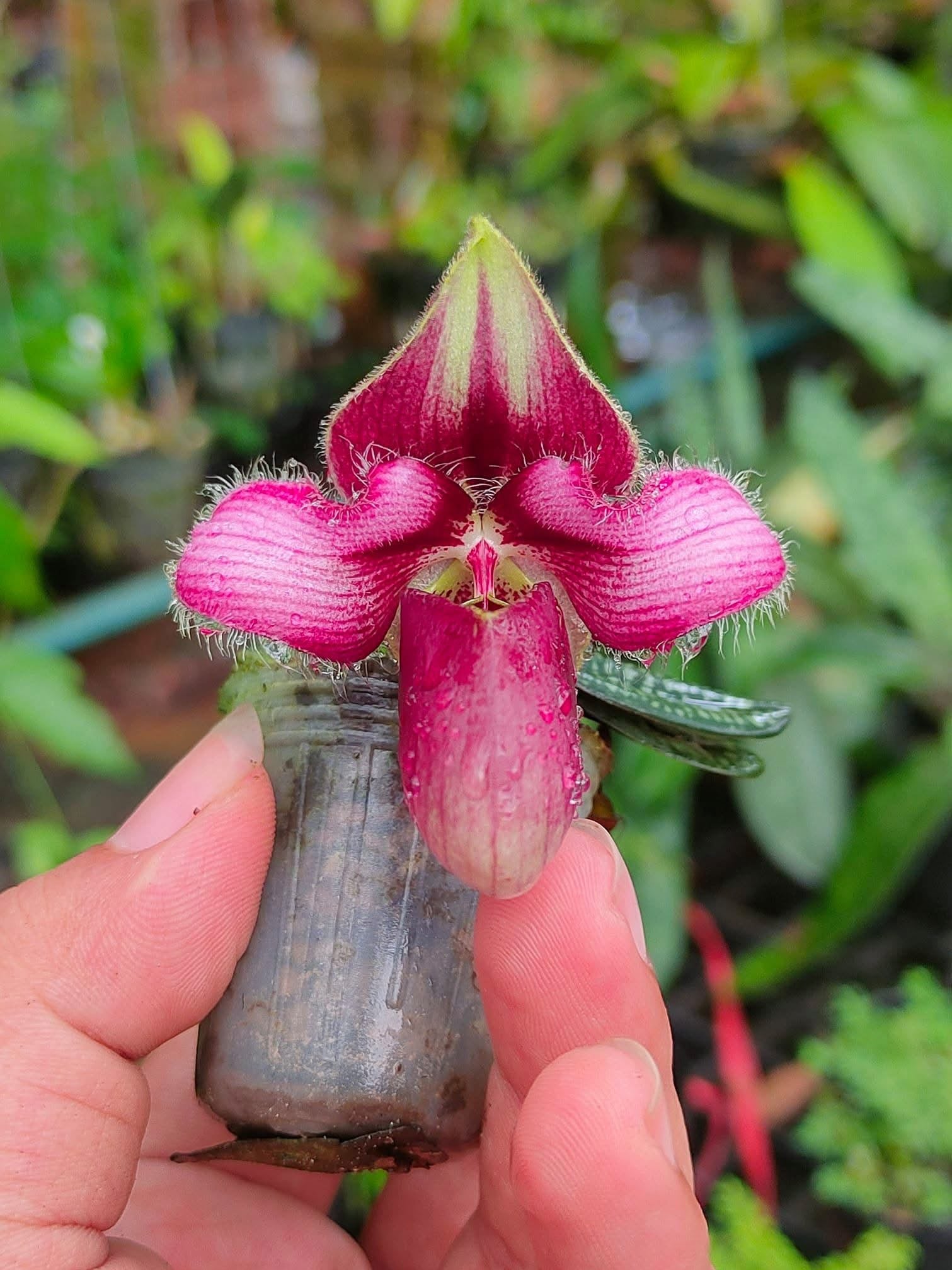 Paphiopedilum rungsuriyanum