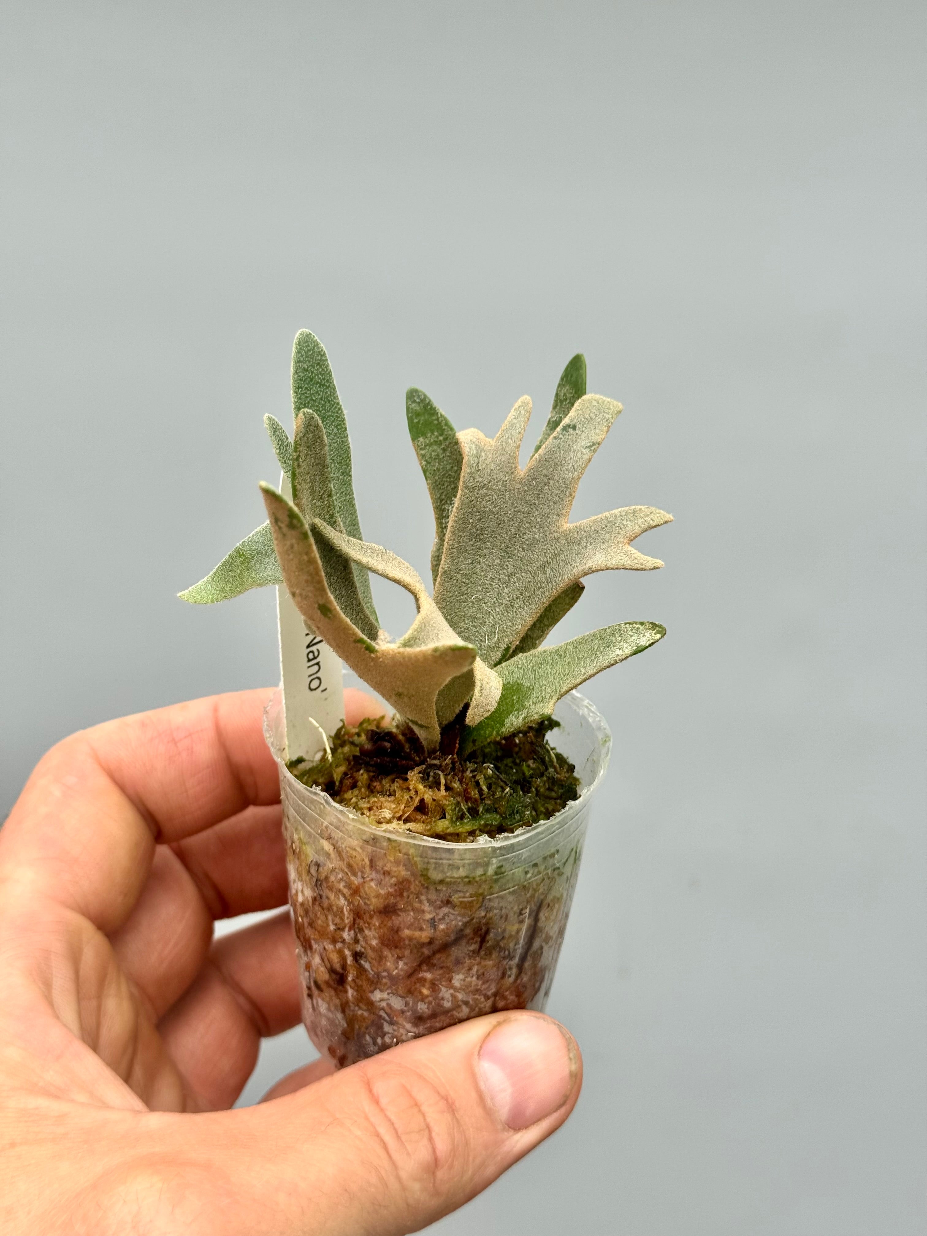 Platycerium willinckii 'Nano'