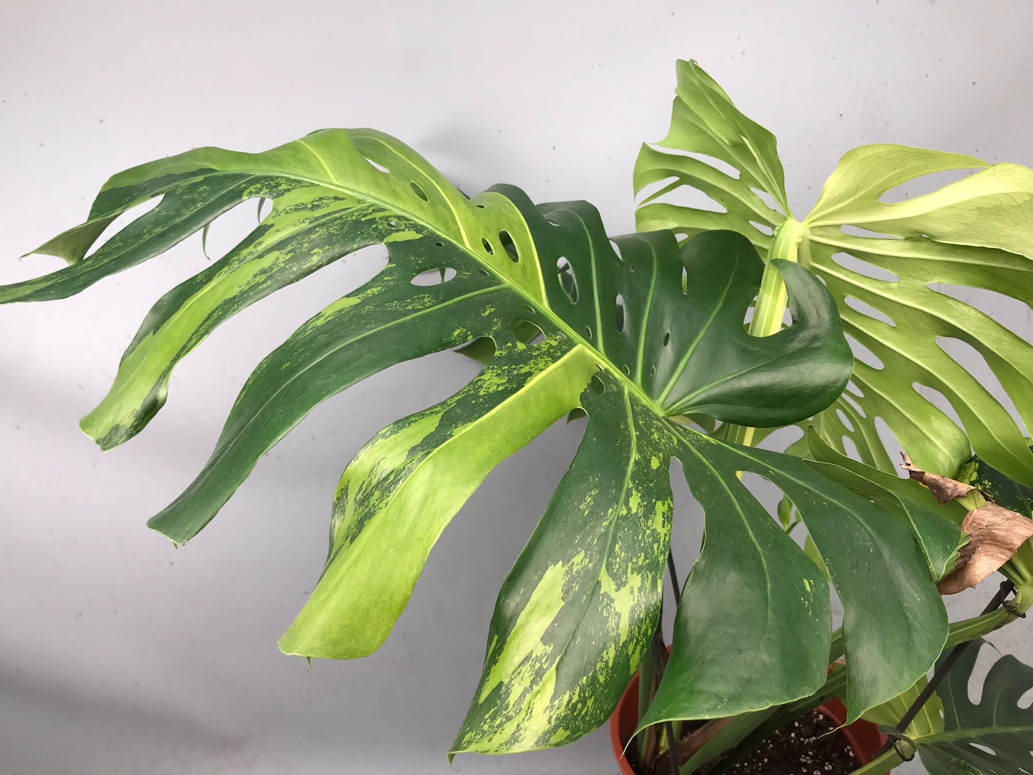 Monstera Ocean Mint XL nr 1
