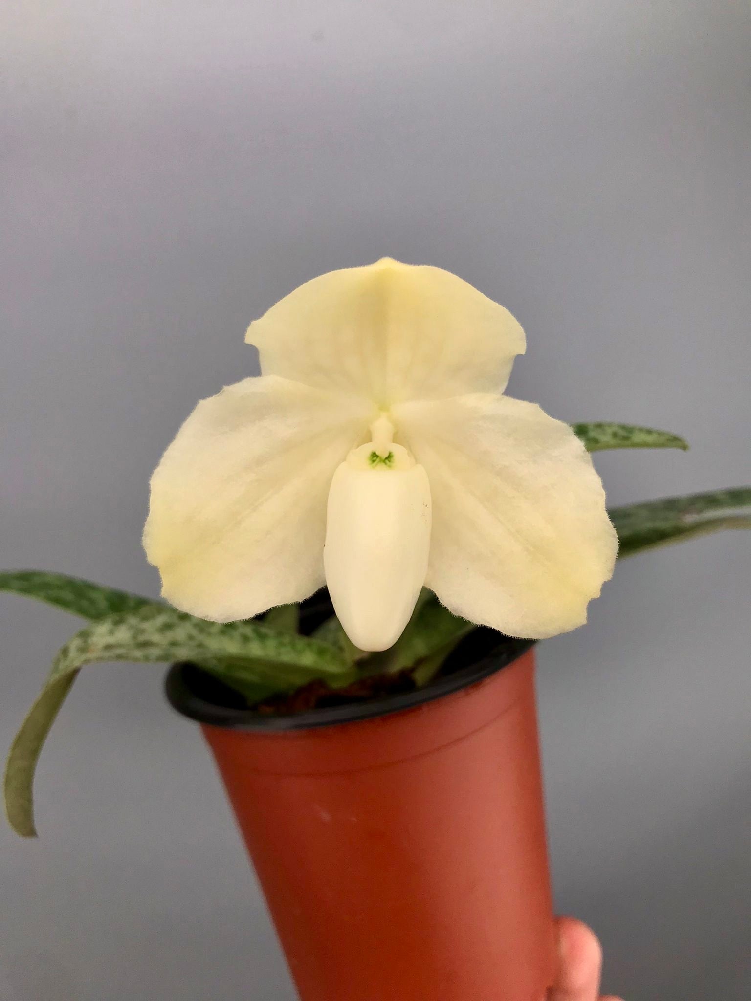Paphiopedilum leucochilum alba