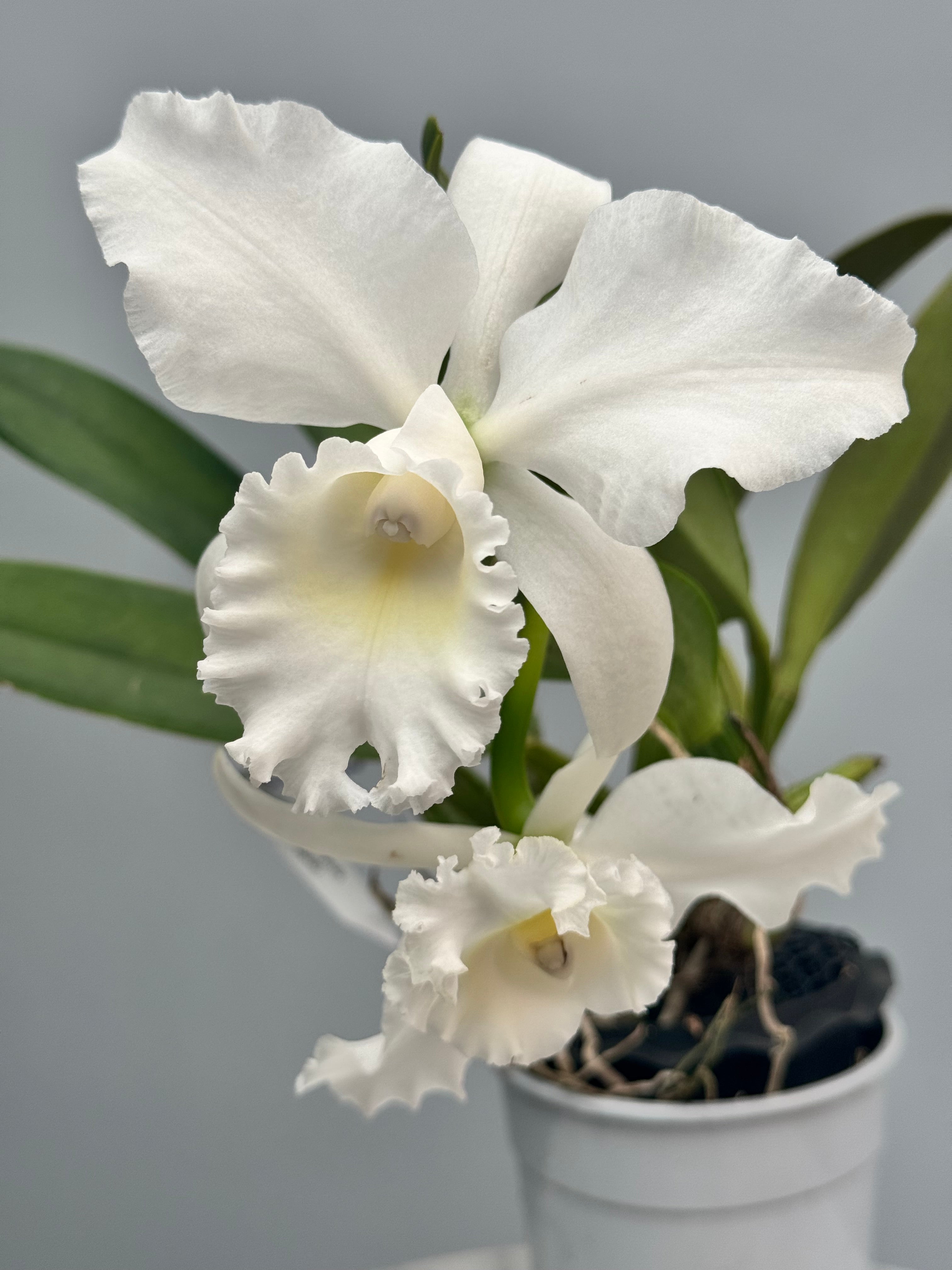 Cattleya Jairak Bella