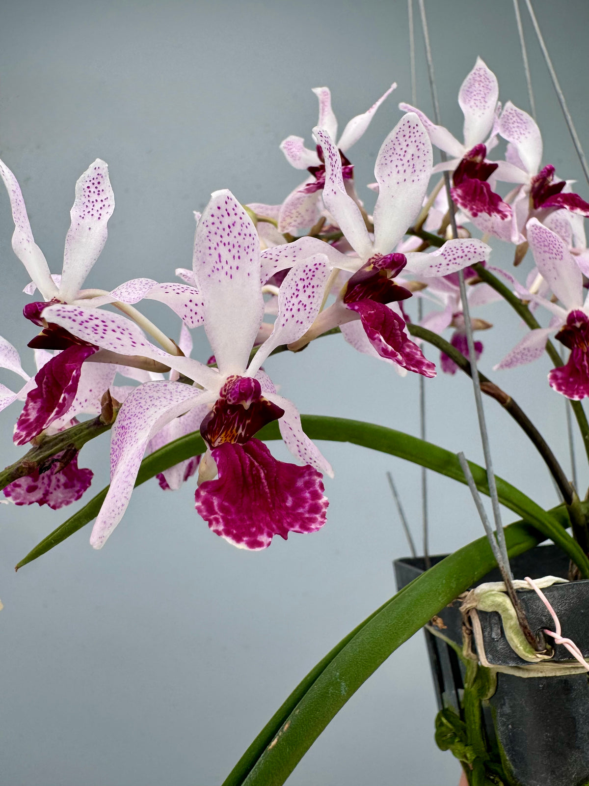 Holcoglossum kimballianum x Rhynchostylis gigantea