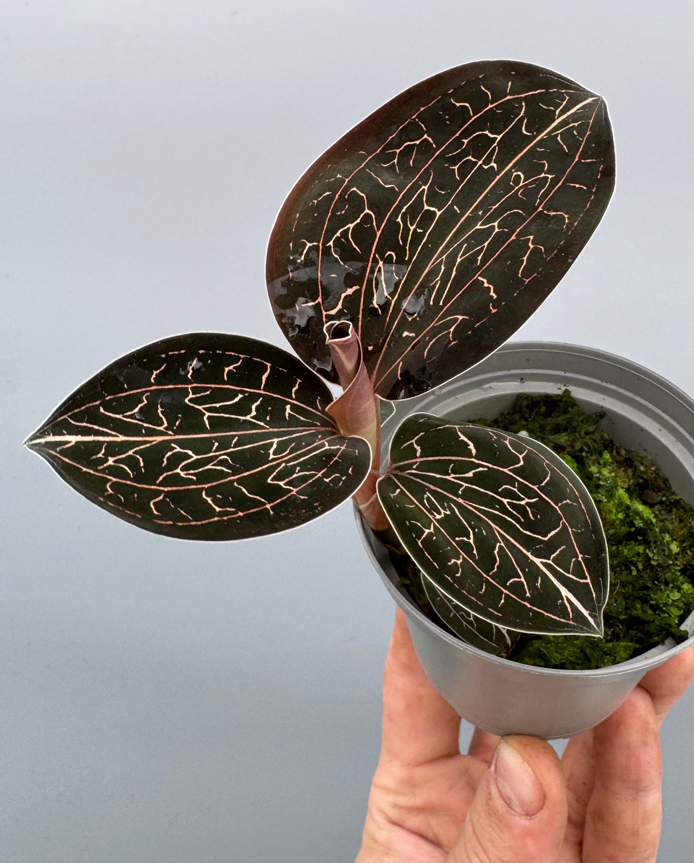 Anoectochilus chapaensis “big plant”
