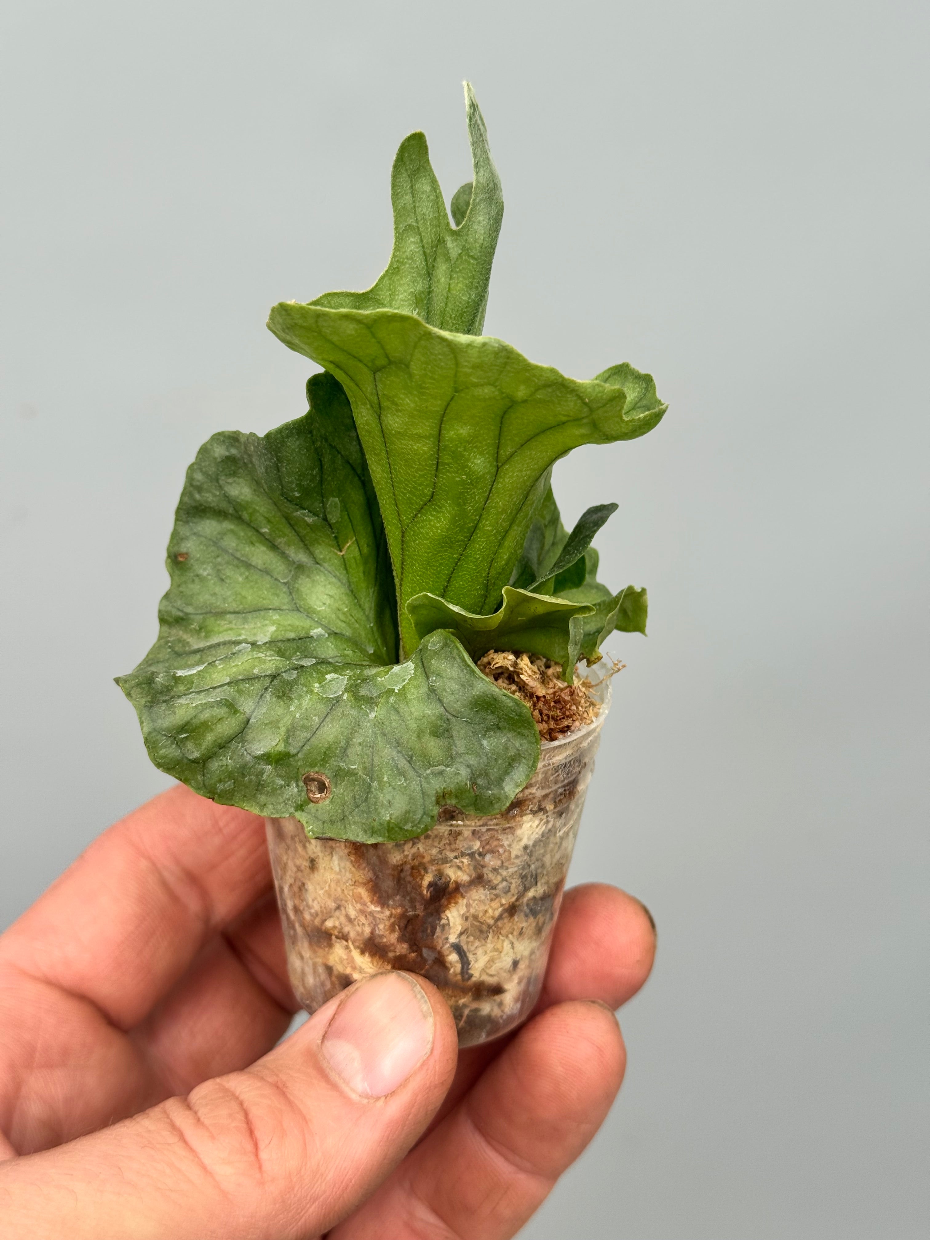 Platycerium wandae 'Dwarf x Curling '