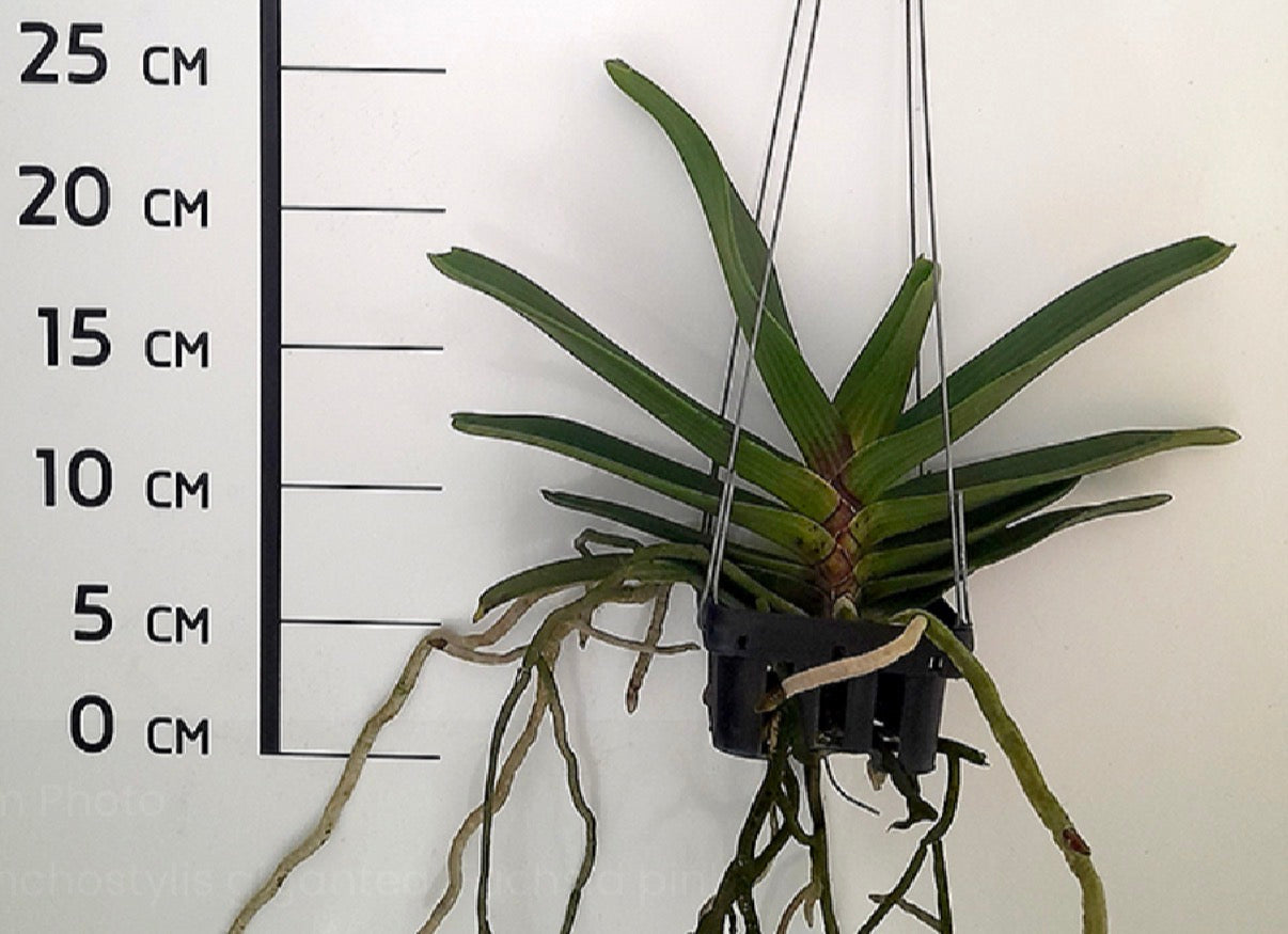 Rhynchostylis gigantea 'Pink Spots'