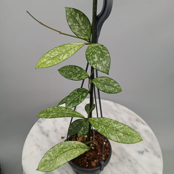 Hoya crassipetiolata 'Silver Splash'