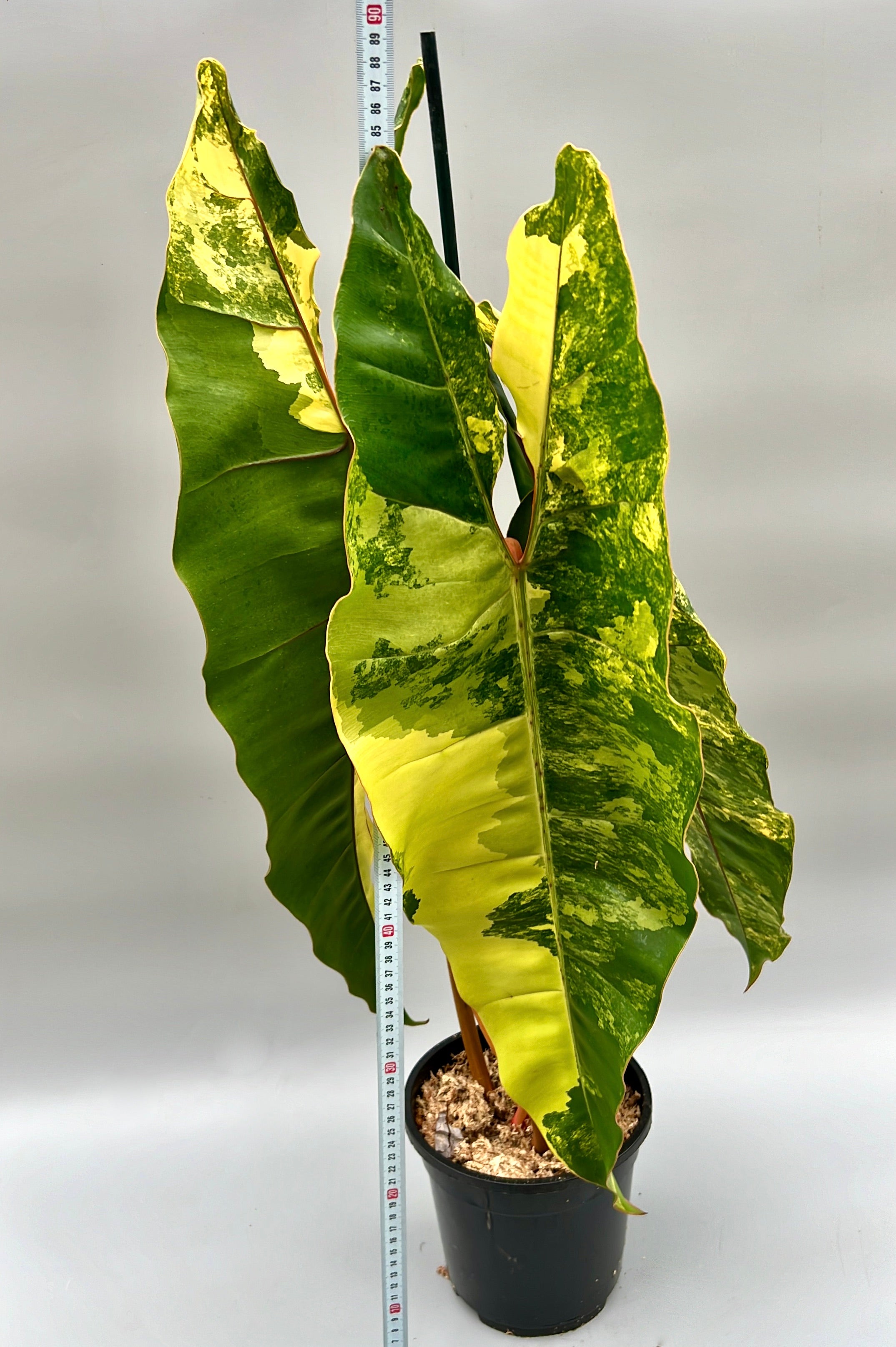 Philodendron billietiae Variegata  “Medium Plus Variegation”